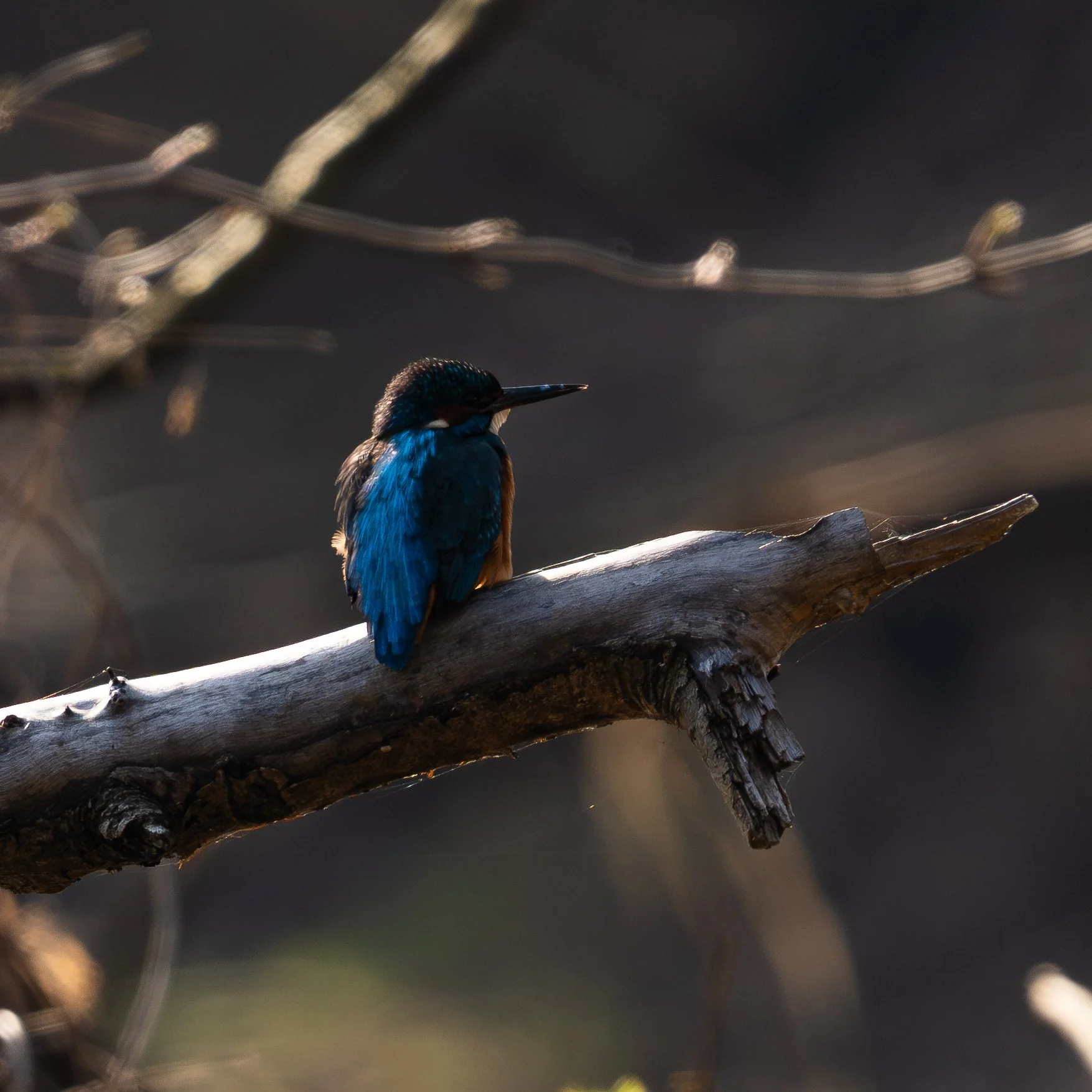 Eisvogel_20250309_1.jpg