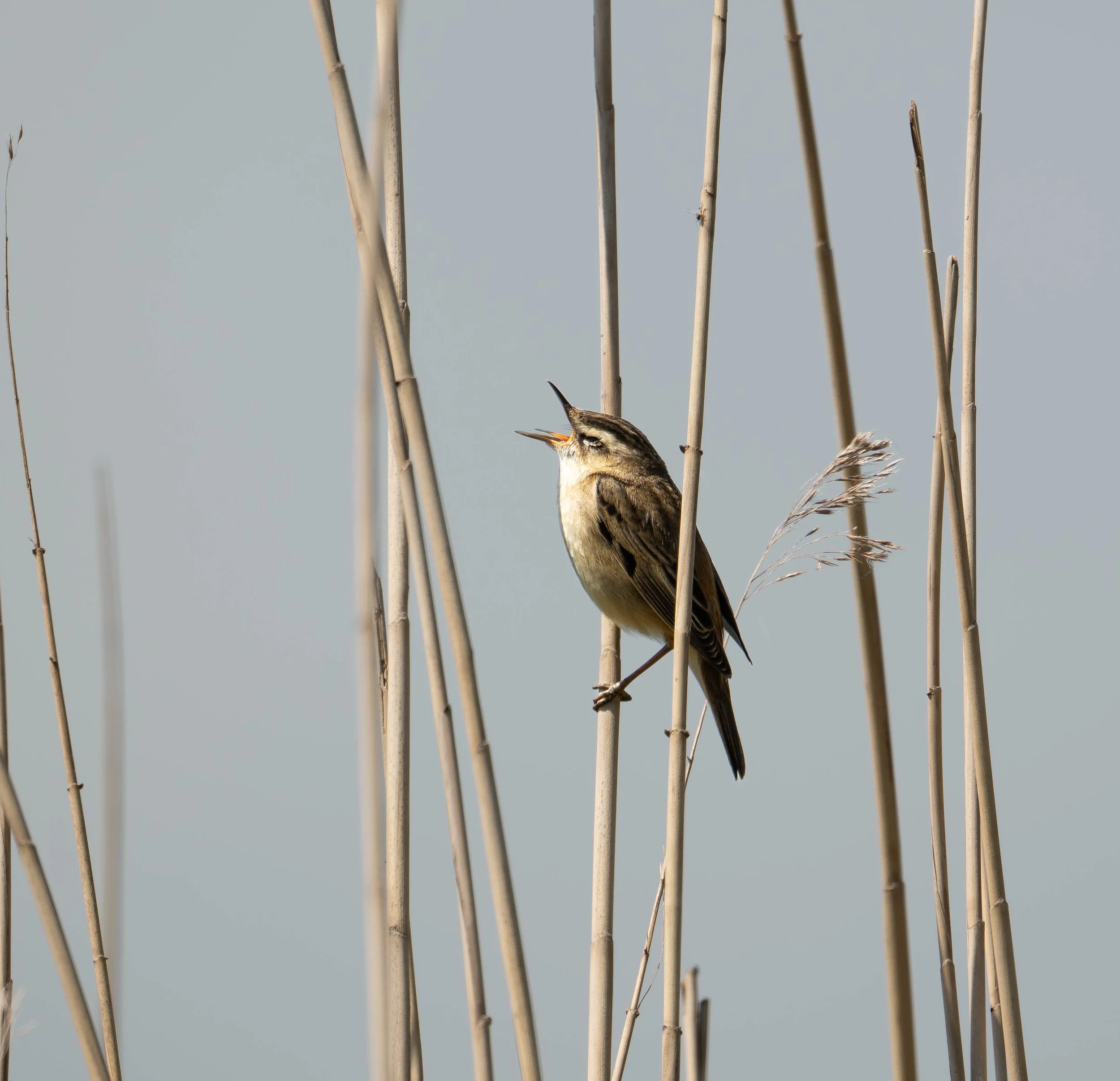 Schilfrohrsänger_2.jpg