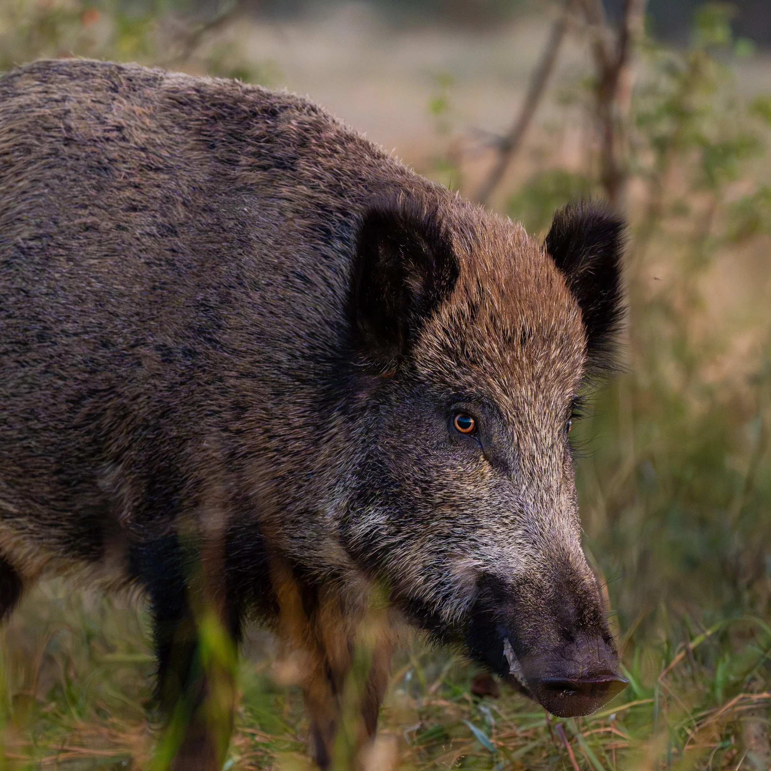 Wildschwein-4.jpg