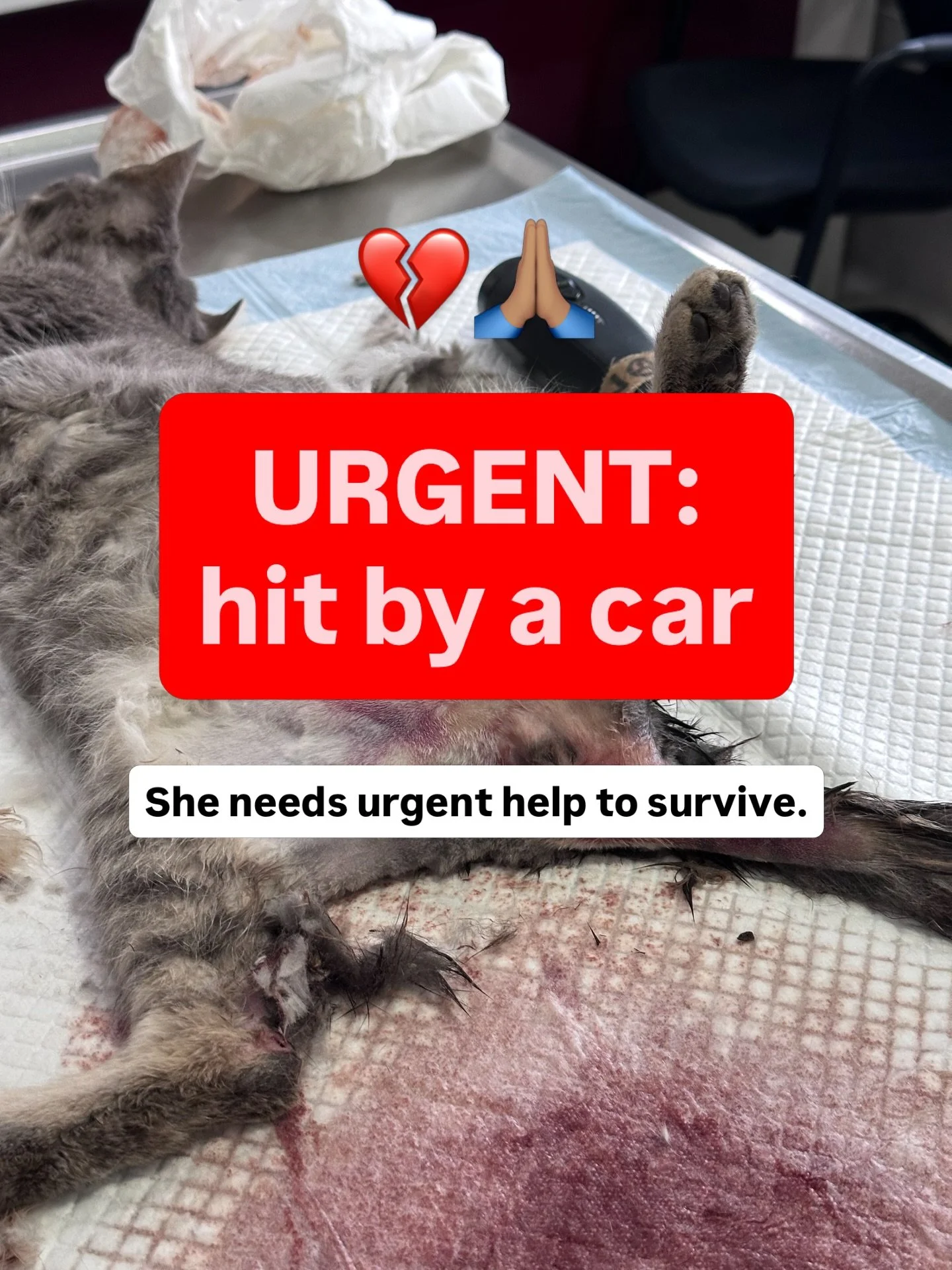 Hi everyone&hellip; I really need help this time 💔

Today I found a kitten that was most likely hit by a car. She&rsquo;s in a very bad condition&hellip; her tail is broken, her pelvis is damaged, and the nerves are affected so she can&rsquo;t urina