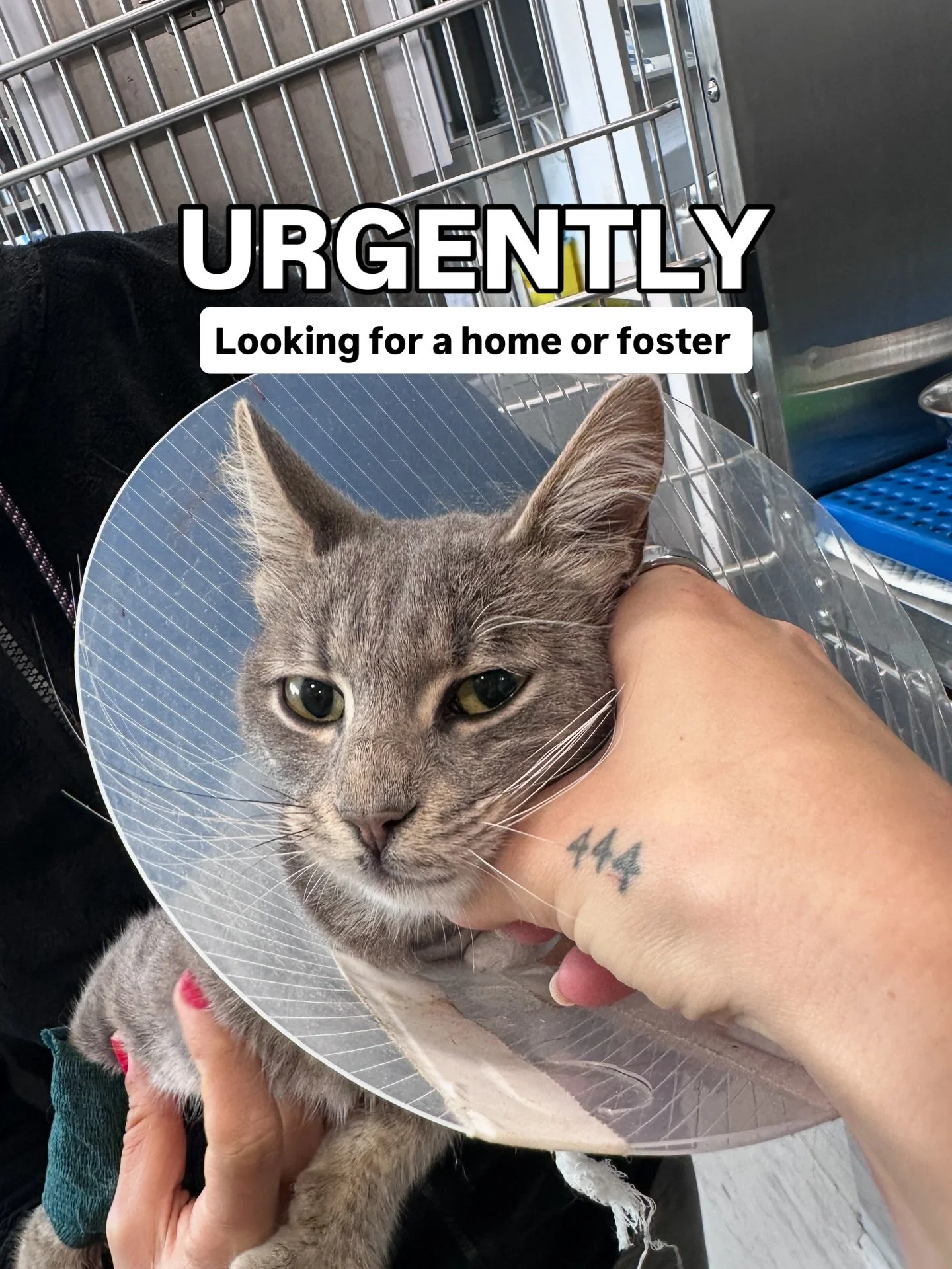 hi&hellip; 🤍 

i&rsquo;m a tiny kitten looking for a home or a temporary foster. i don&rsquo;t have a name yet, so you can call me whatever you like. 

i&rsquo;ve been through a lot already. i had surgery and my tail had to be amputated&hellip; so i