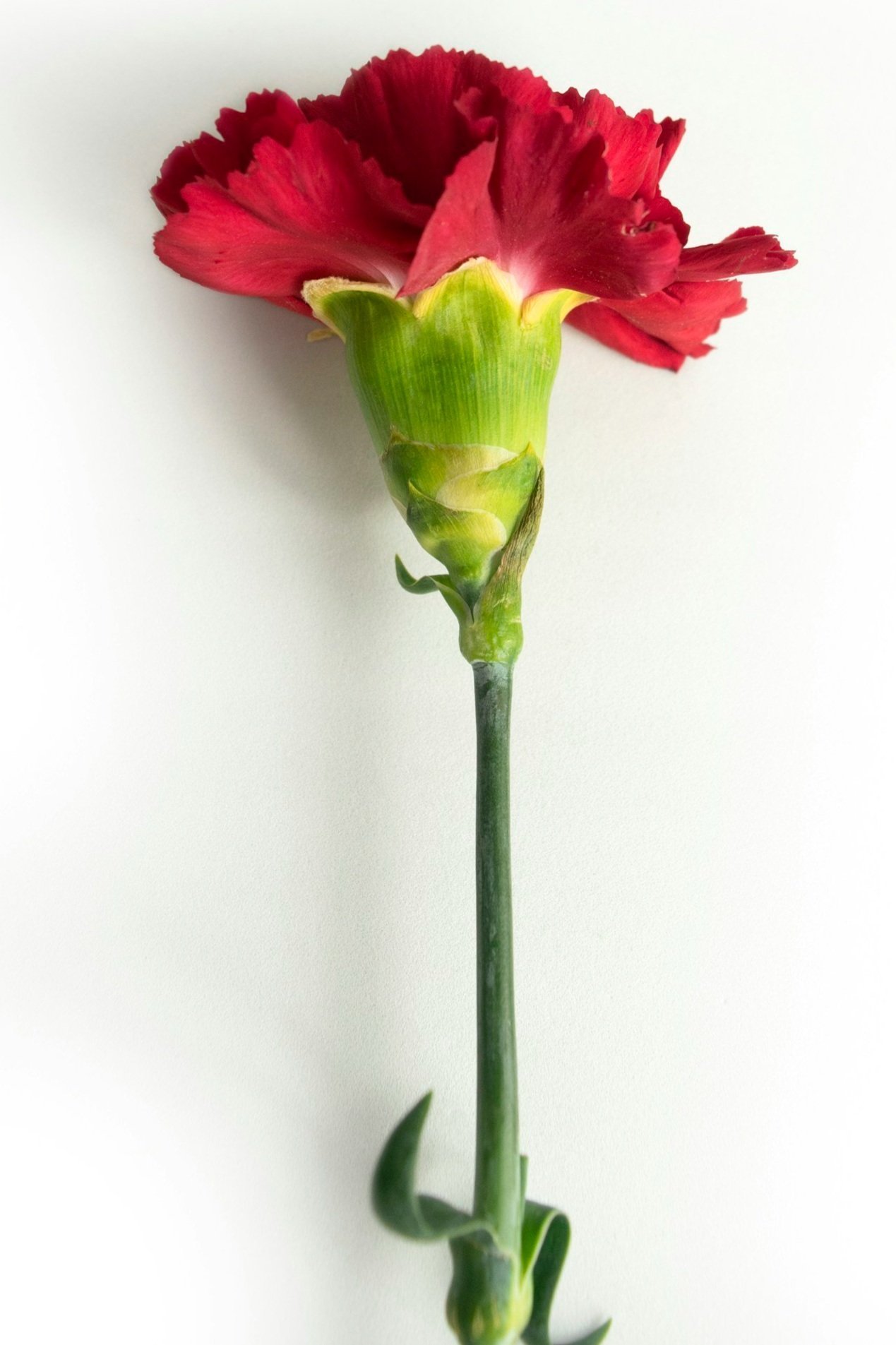 La primavera es buena para los creativos