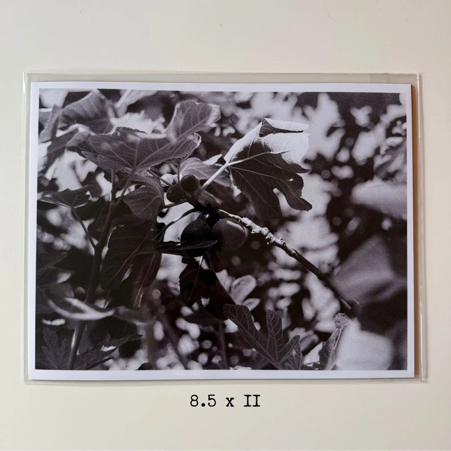 Fig Tree_KhitamJabr_8.5x11.jpg