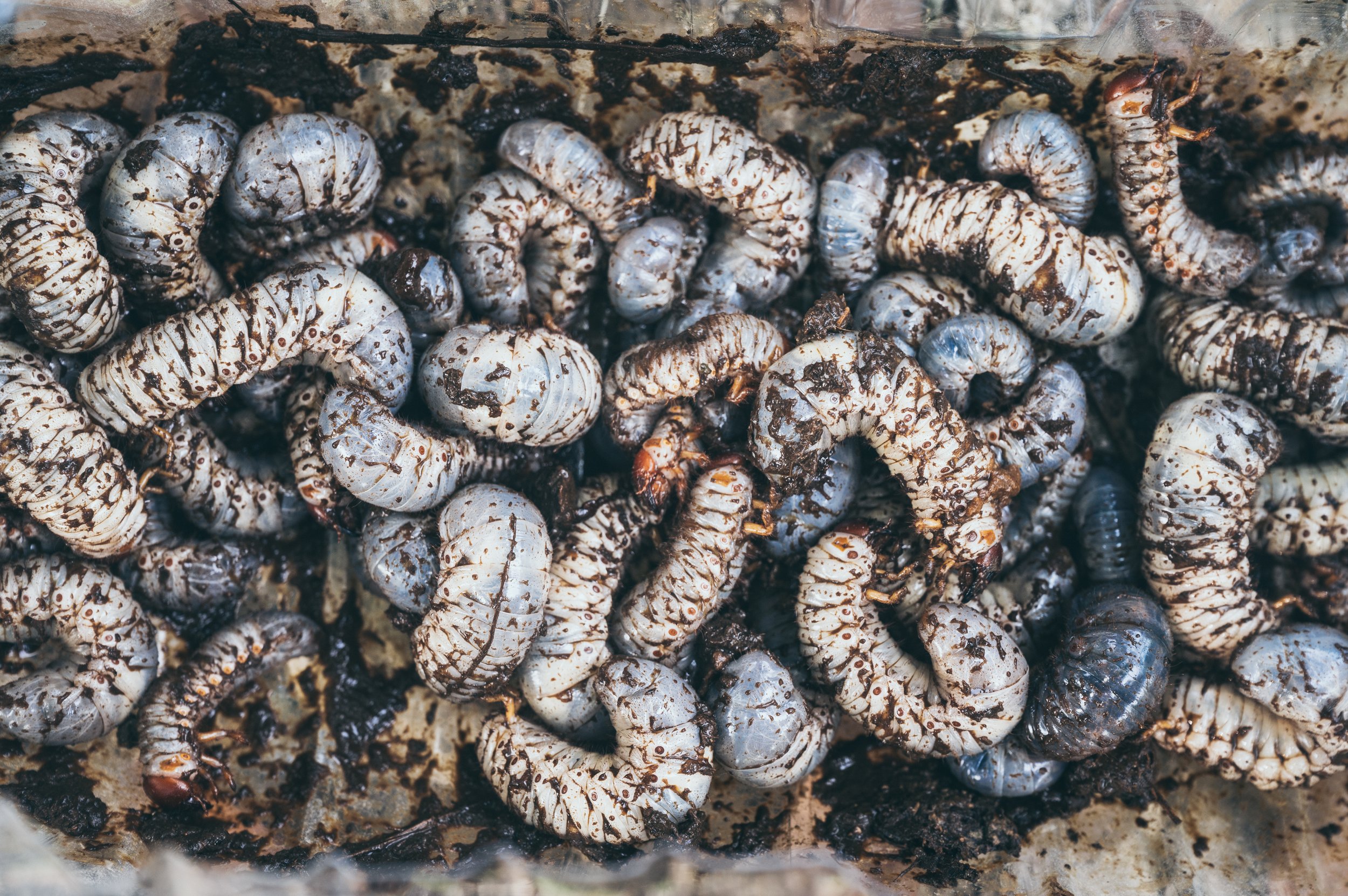beetles-larvae-texture-background-of-beetles-larv-2023-11-27-05-12-27-utc.jpeg