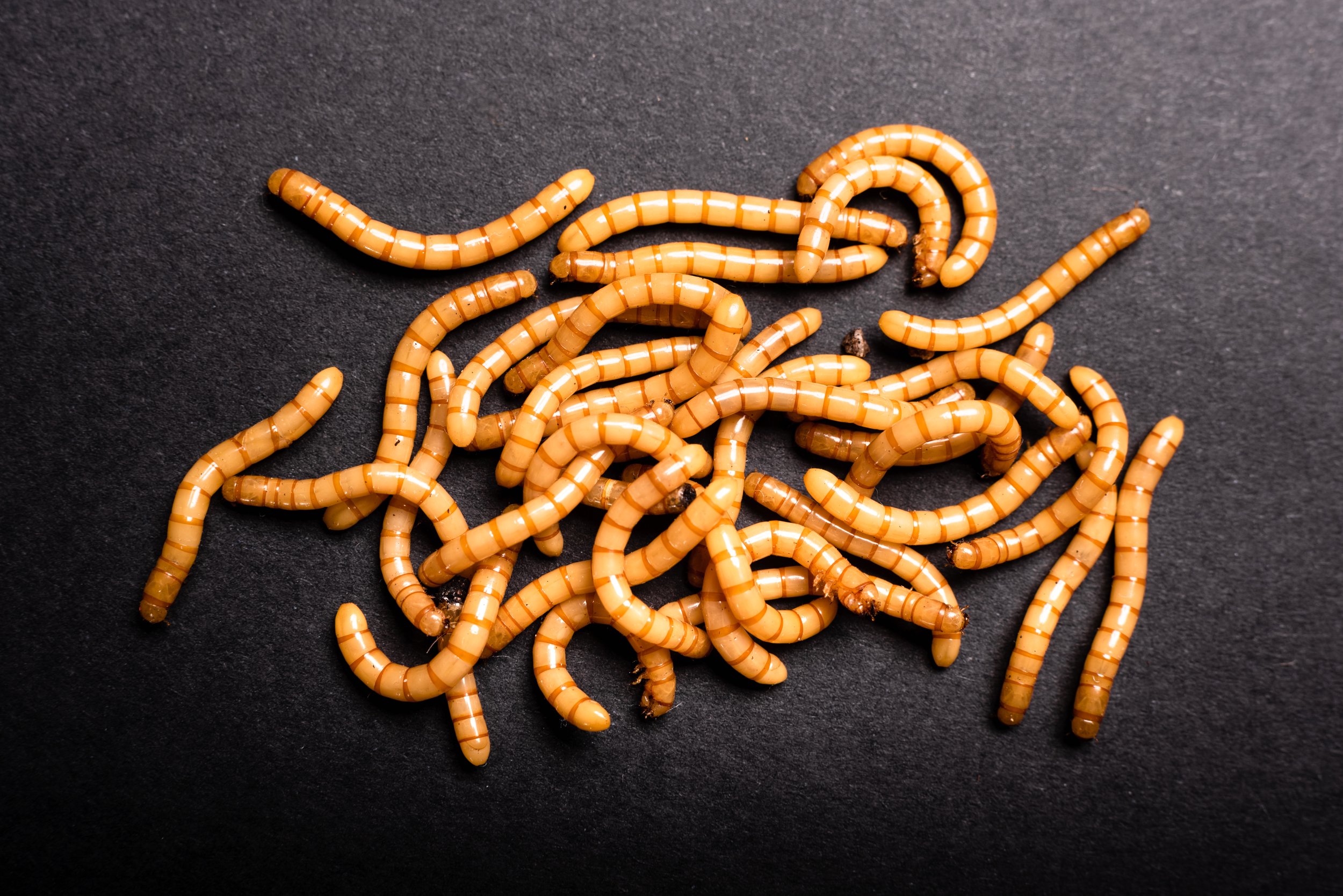 group-of-golden-mealworms-viewed-from-above-moving-2023-11-27-05-32-17-utc.jpeg