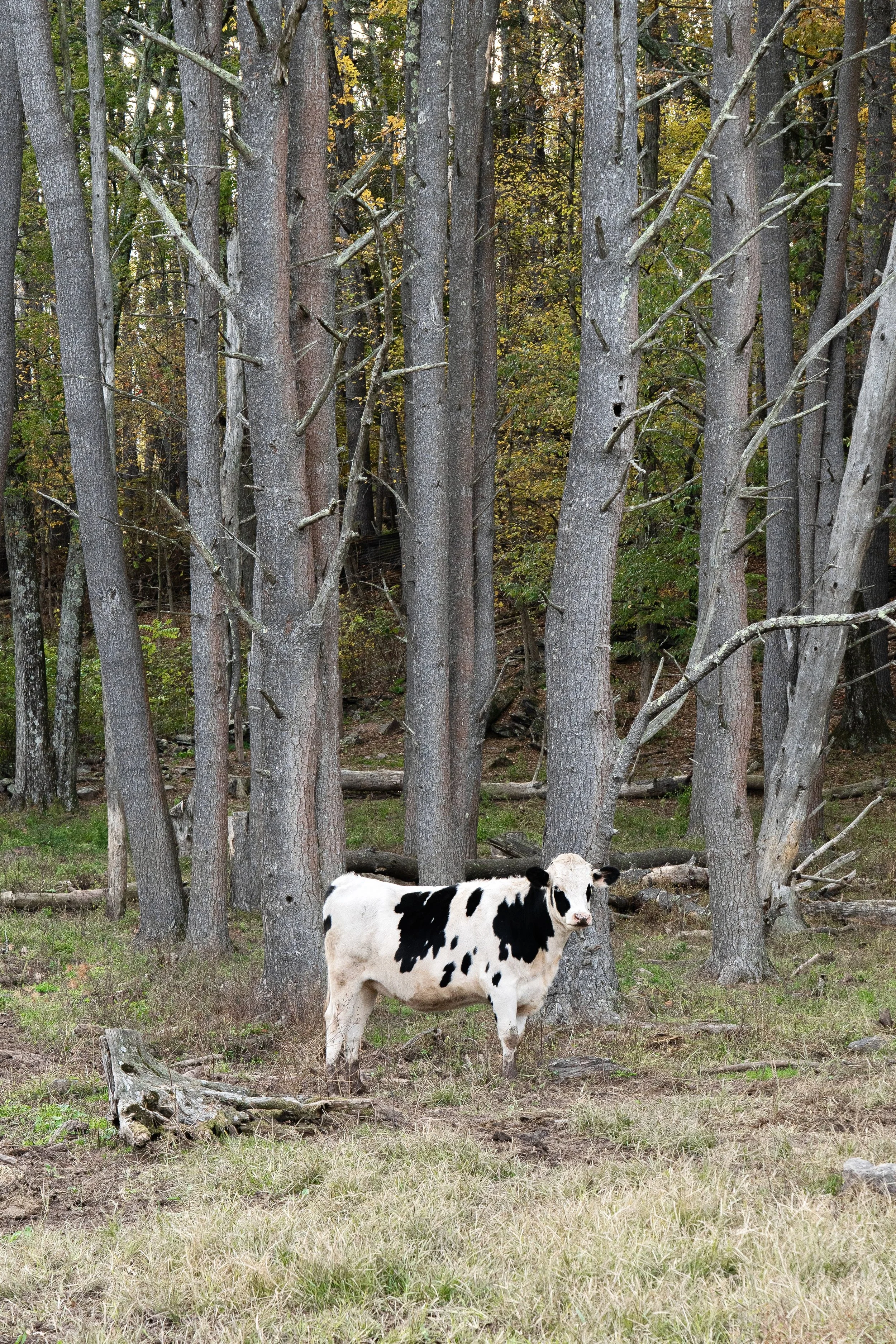 Lonely Cow