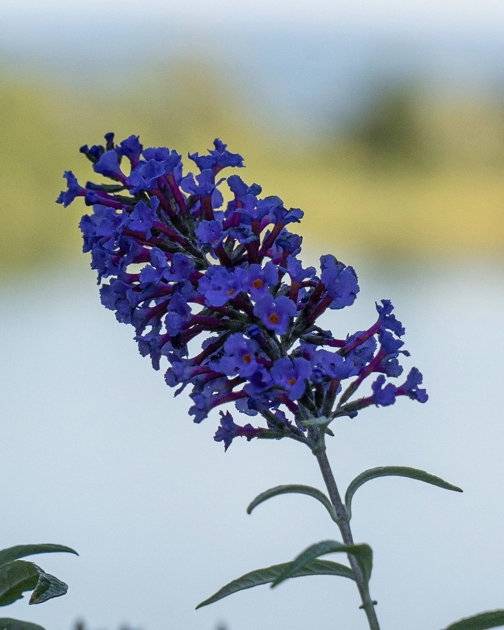 Buddleia Black Knight