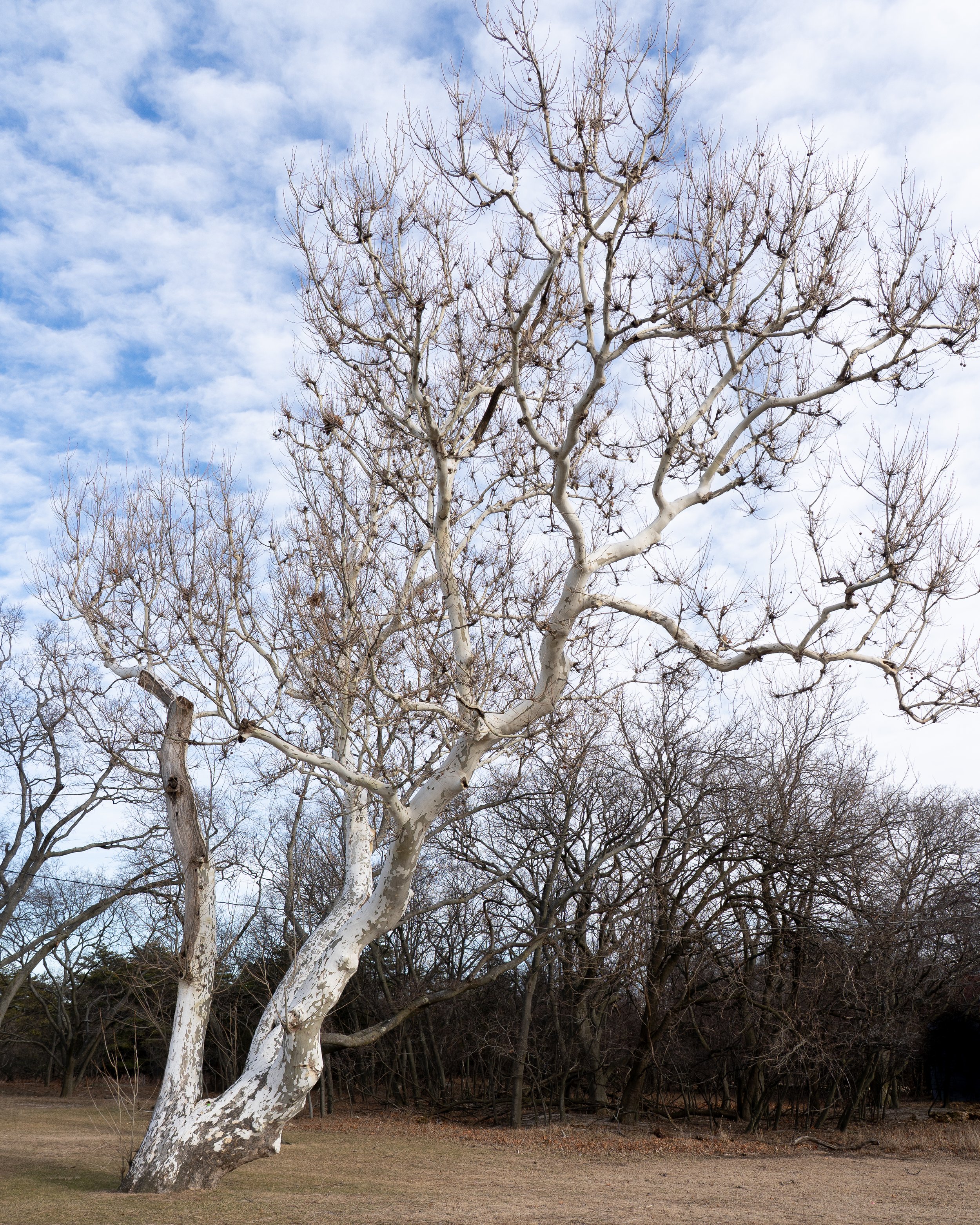 Winter Tree