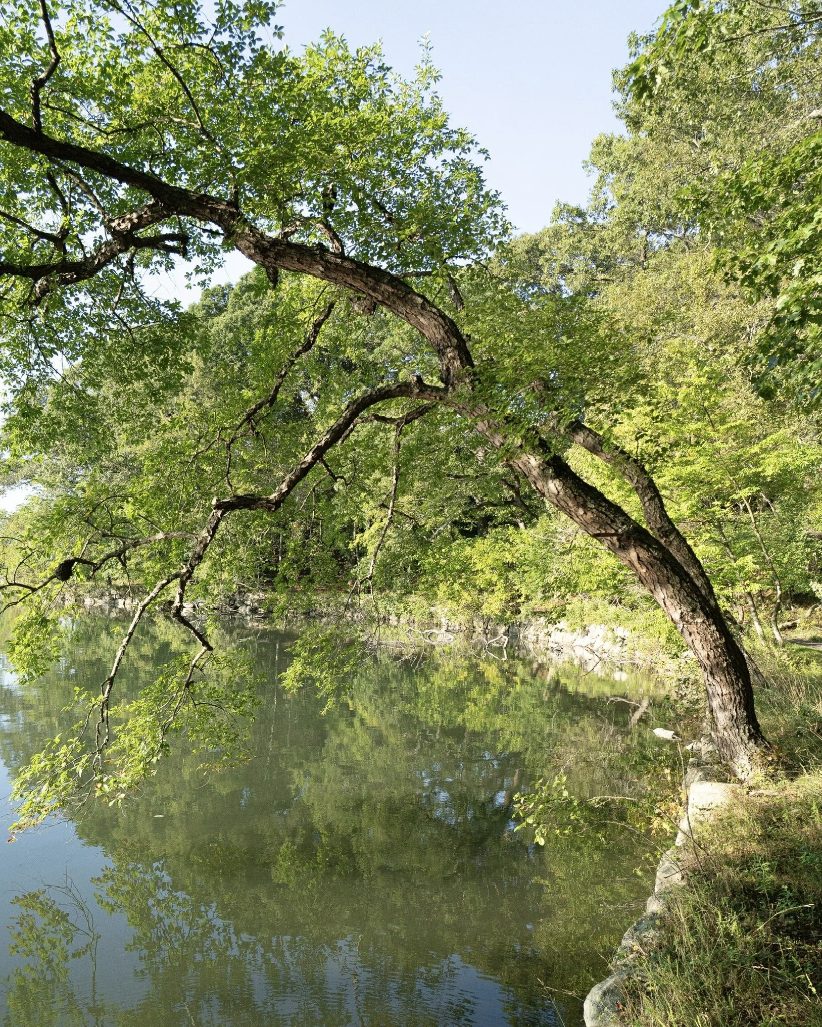 Hovering Tree