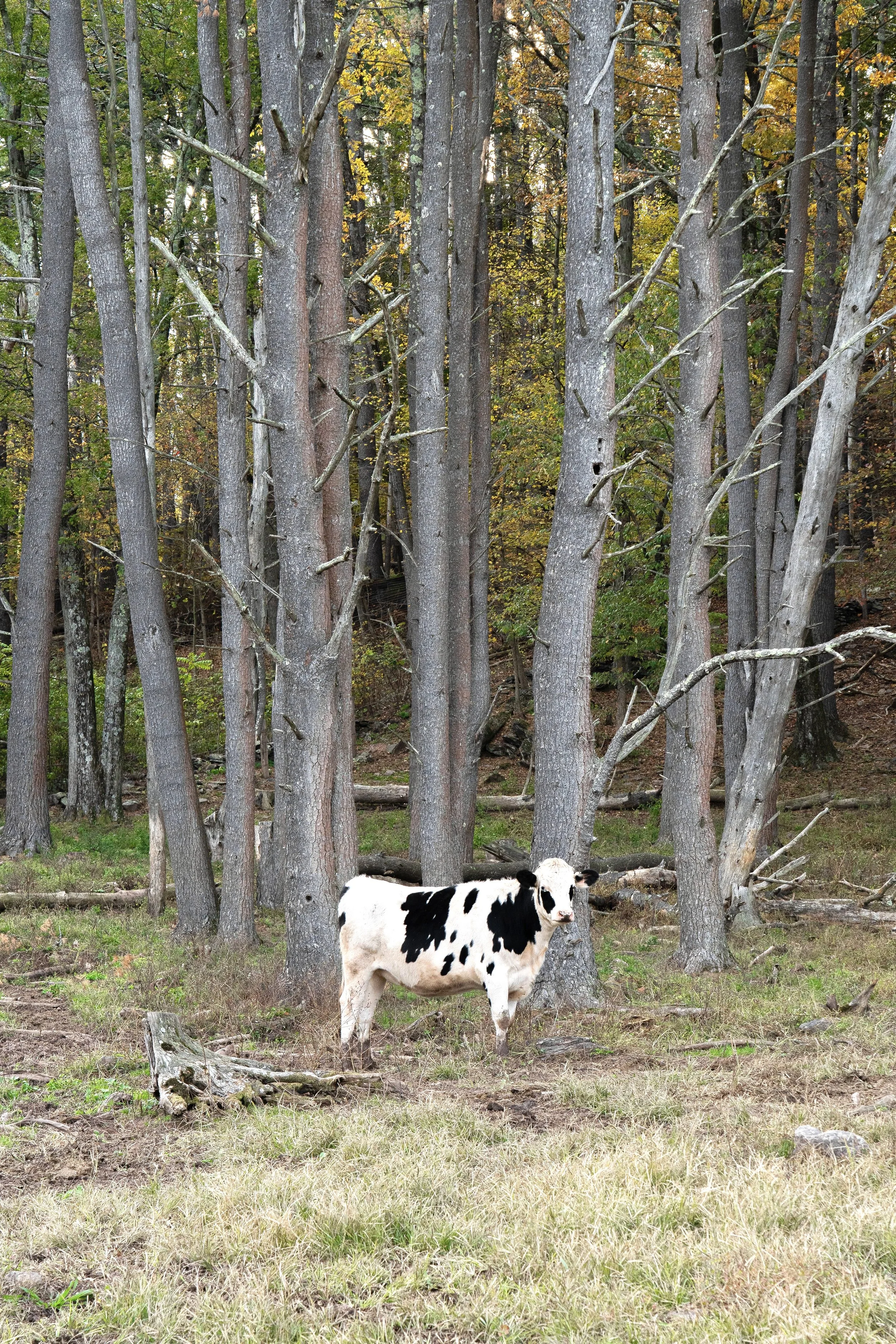 Lonely Cow, Catskill