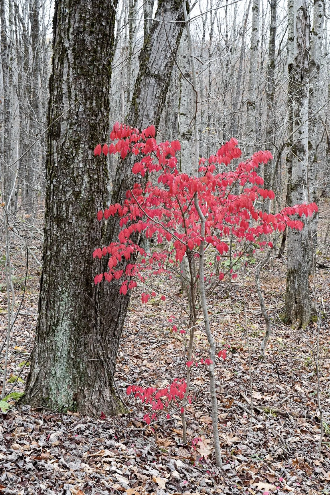 Lonely Tree, Unknown Location
