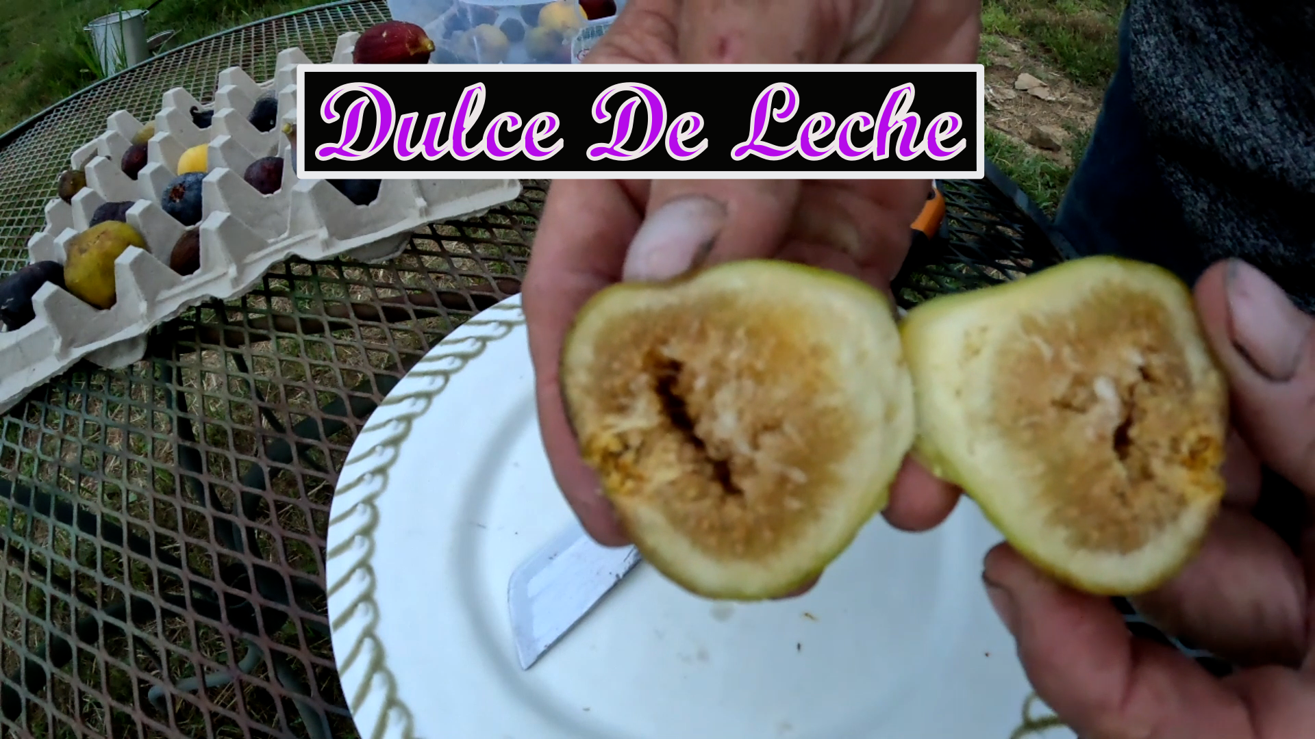 Dulce De Leche  Fig Tree