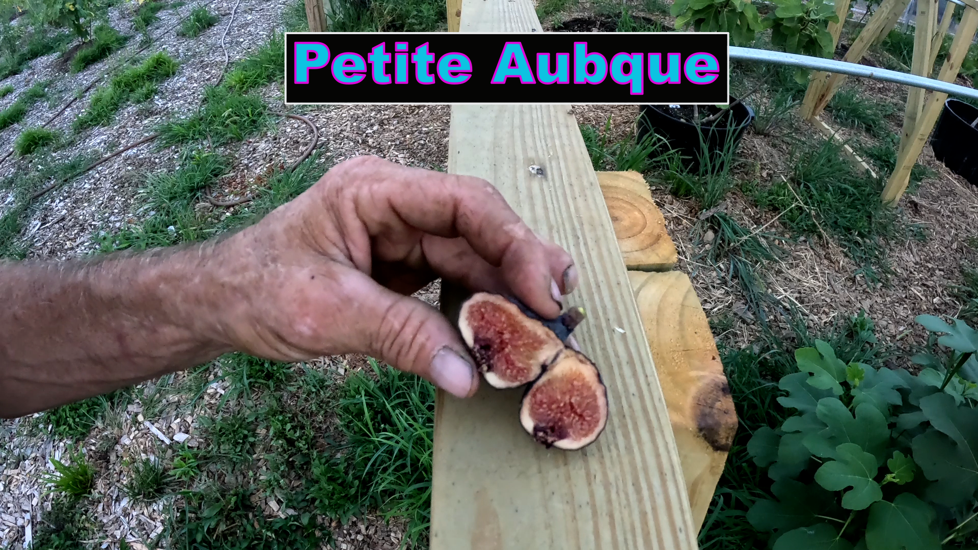 Petite Aubque Fig Tree