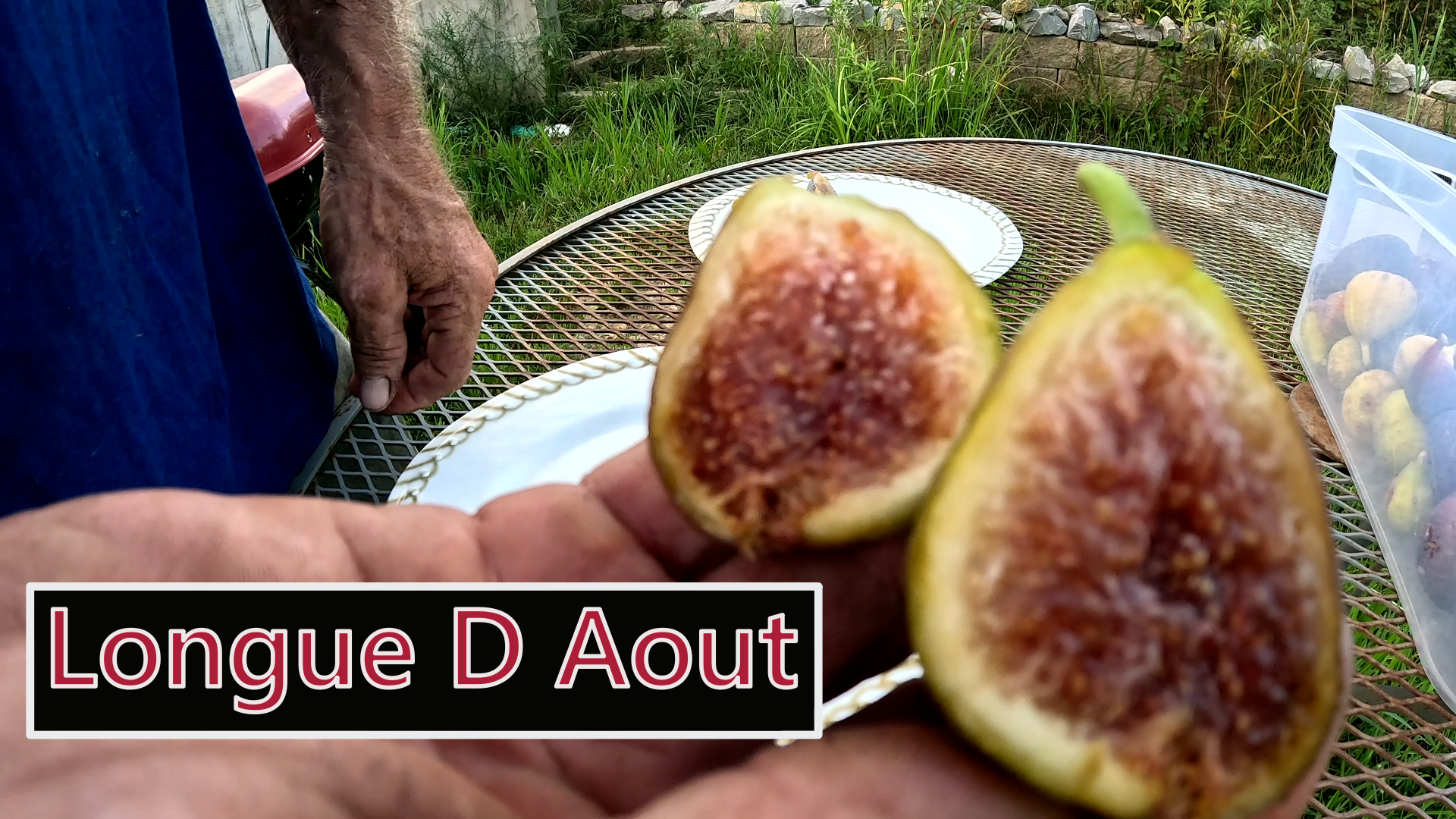 Longue d'Août  Fig Tree