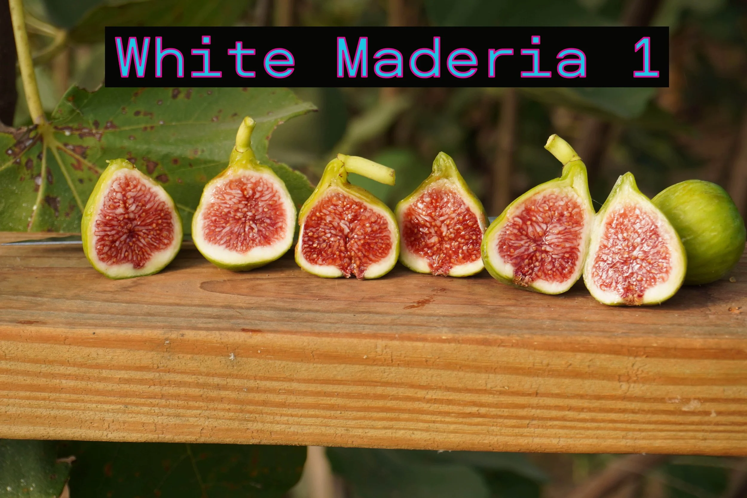 White Madeira 1 Fig tree