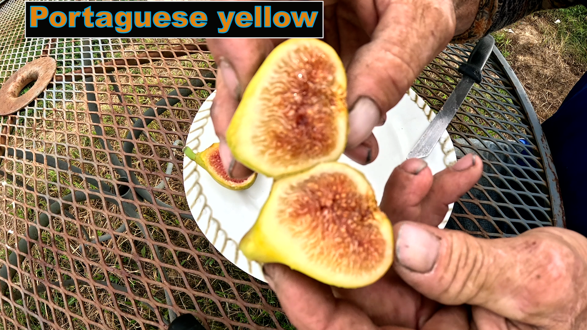 Portuguese Yellow Fig Tree