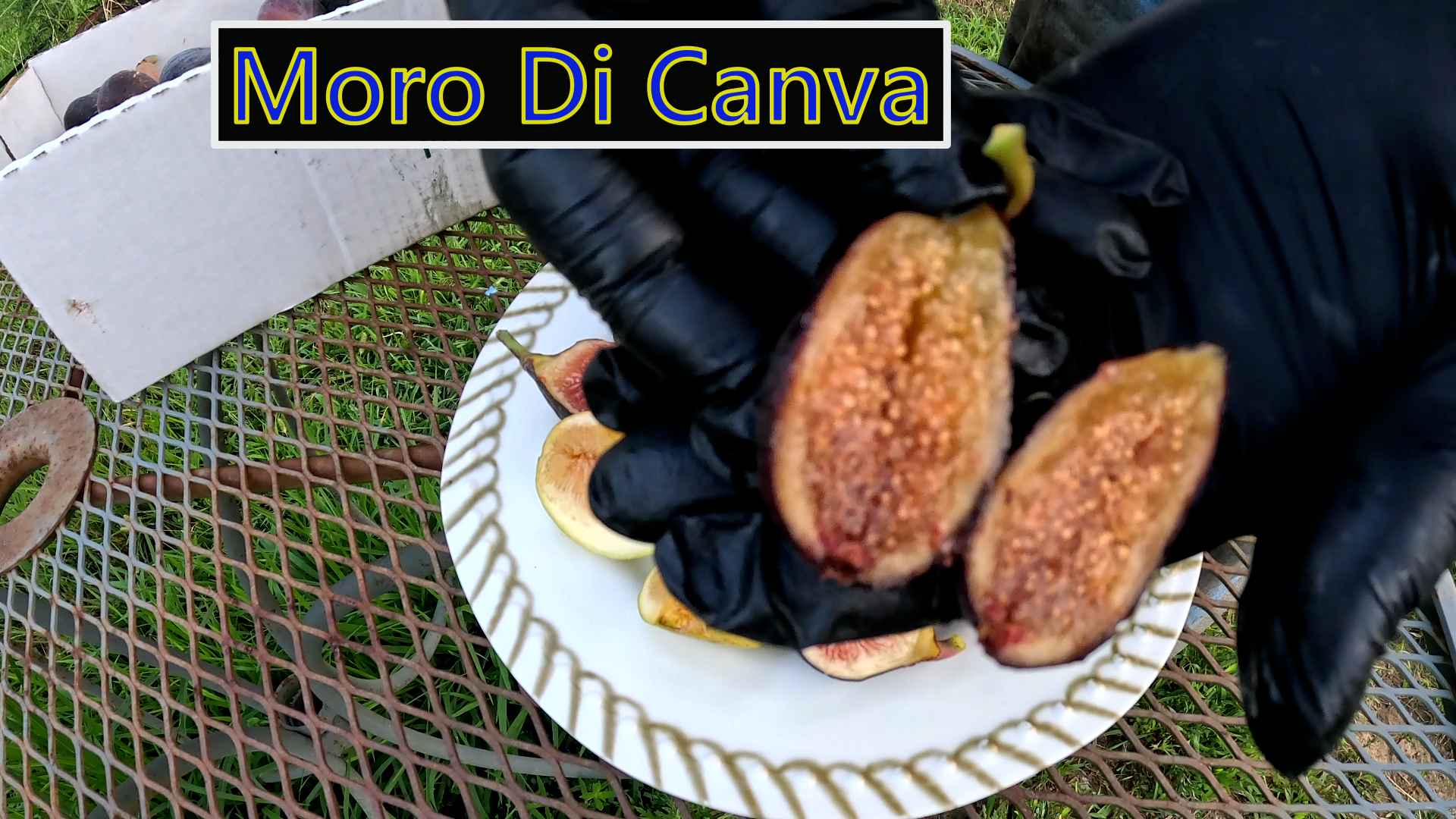 Moro Di Canva Fig tree