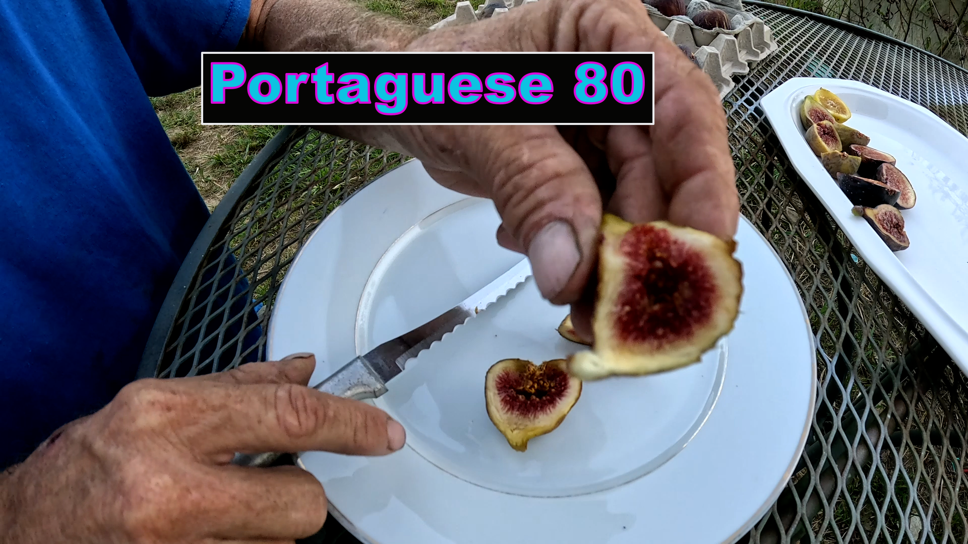 'Portuguese 80' Fig Tree