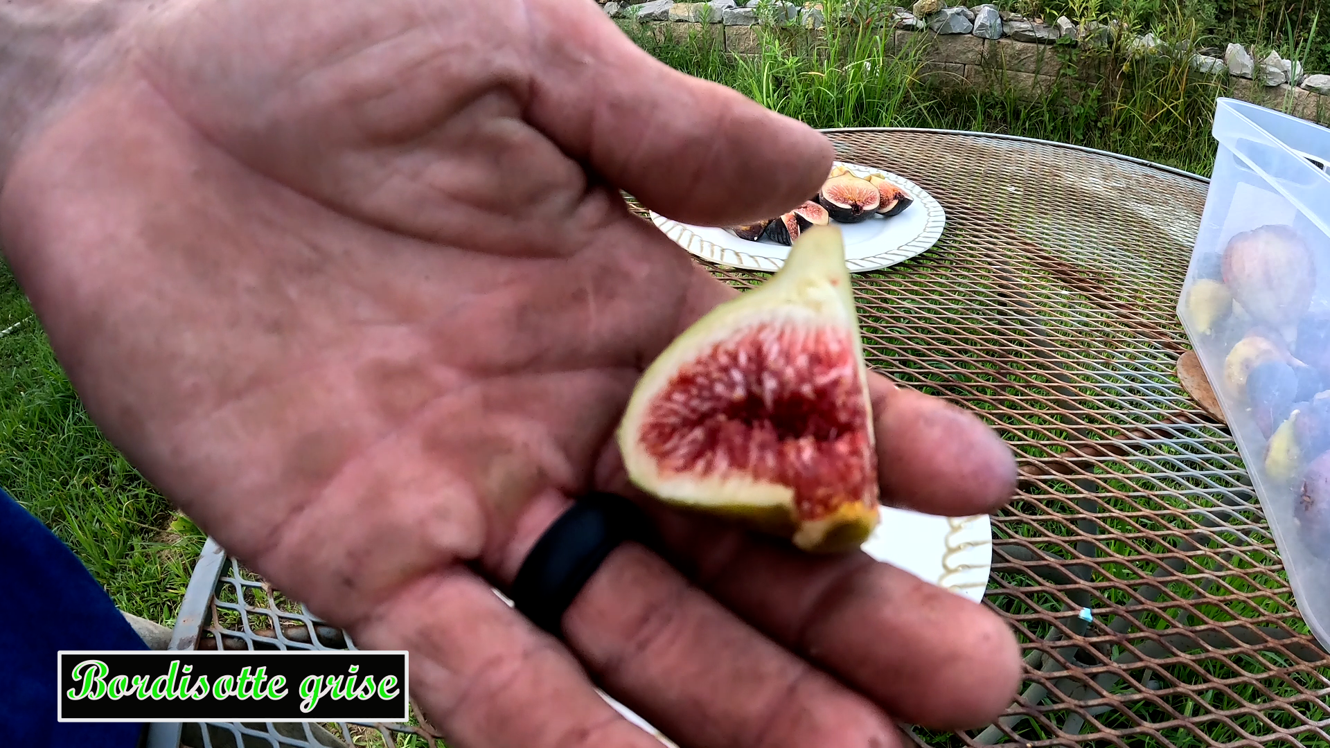 Bourjasotte grise tree