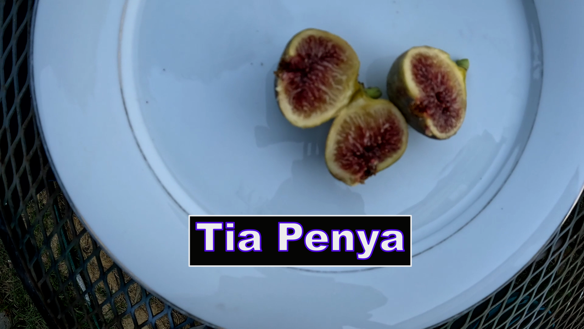 Tia Penya Fig Tree