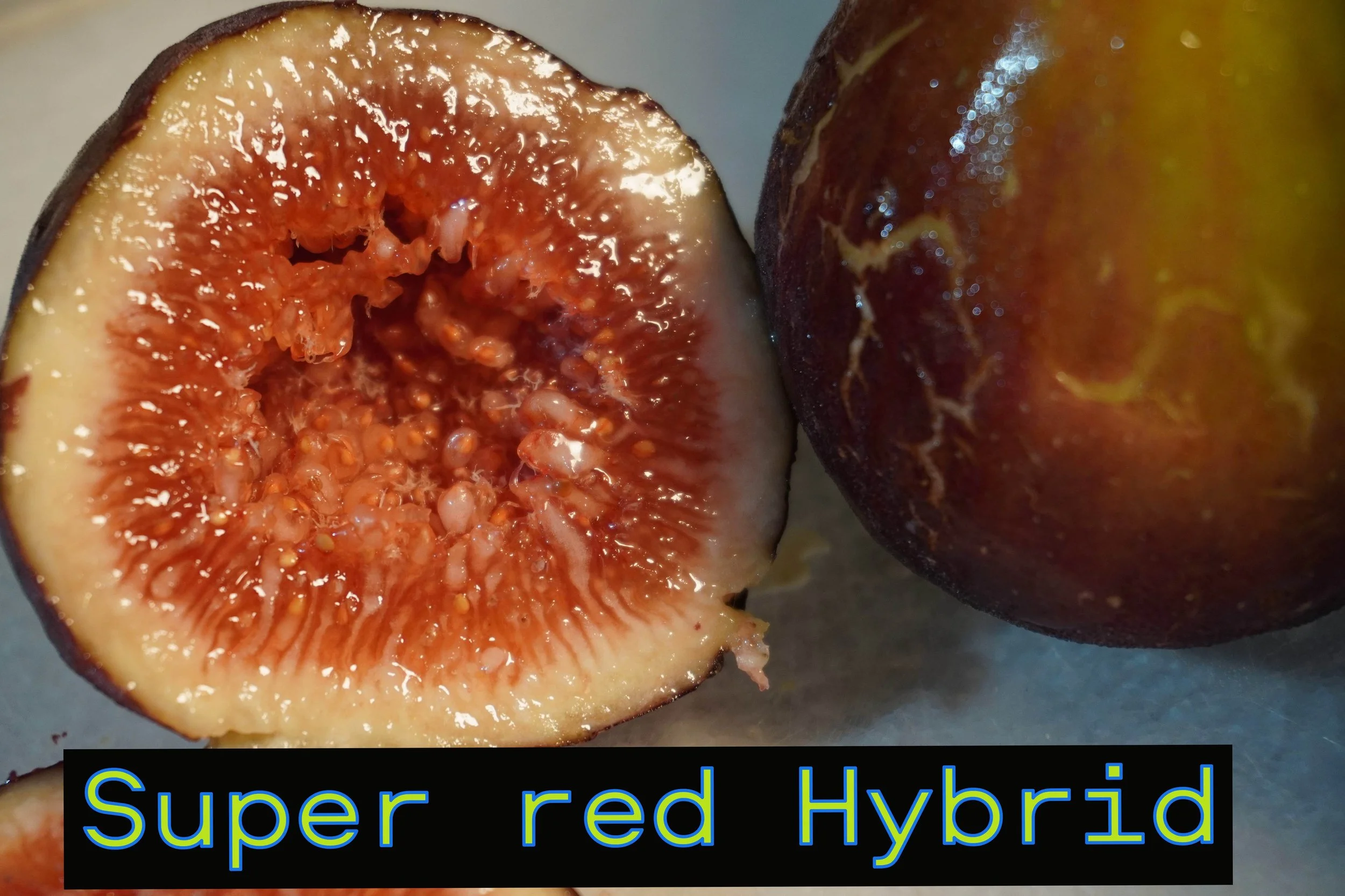 Super Red Hybrid Fig tree