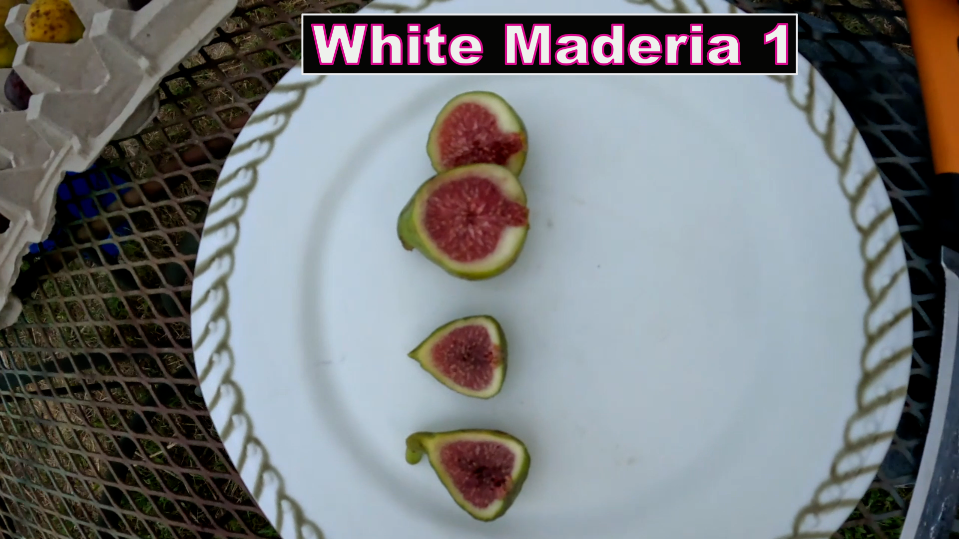 white maderia 1.png