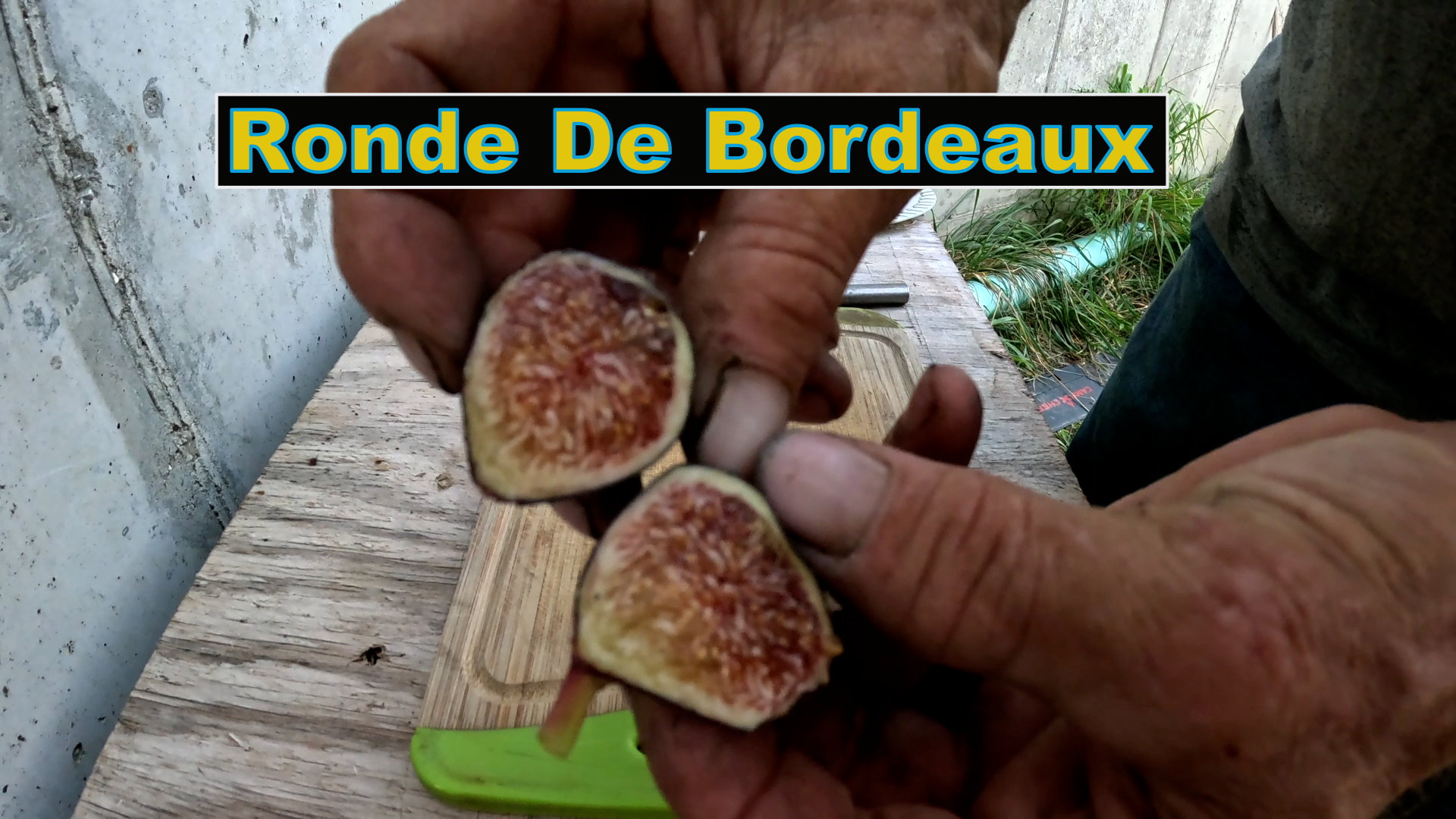 Ronde de Bordeaux Fig Tree