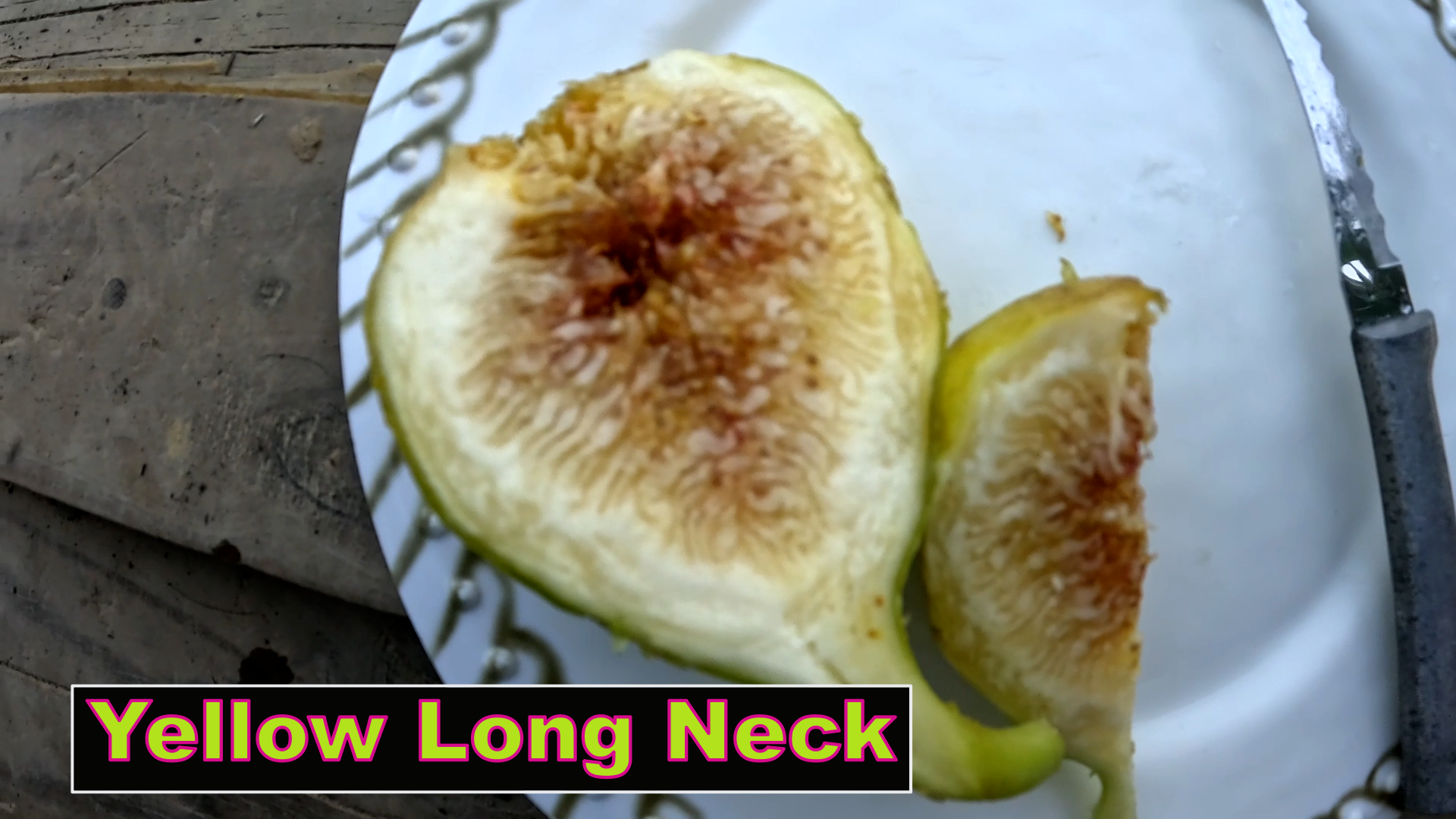 Yellow Long Neck Fig Tree