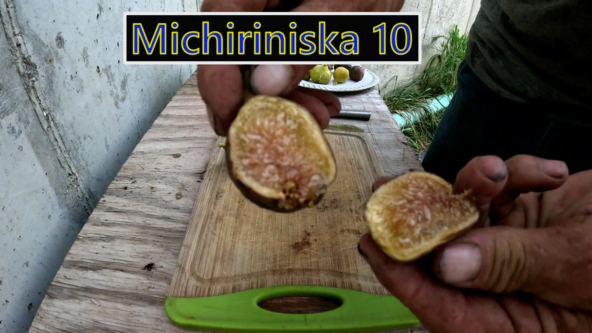 Michiriniska  10 Fig Tree