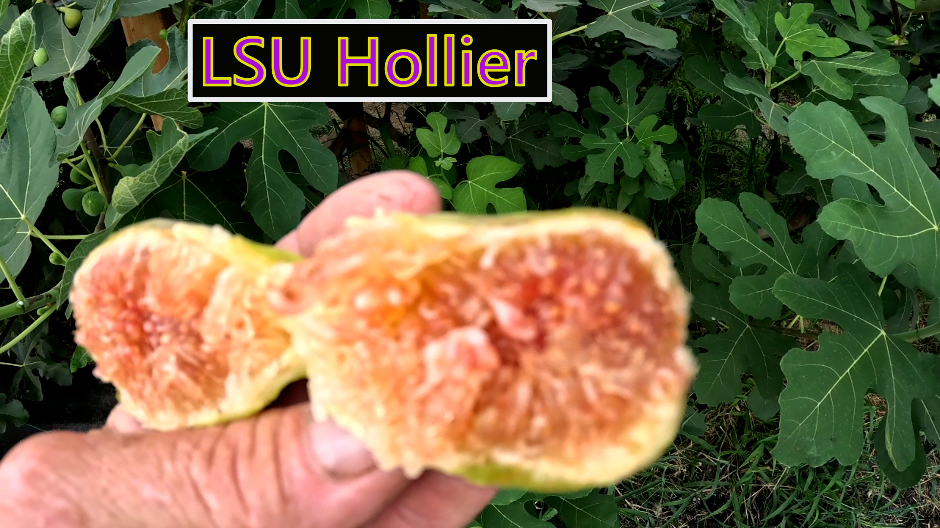 lsu hollier.png