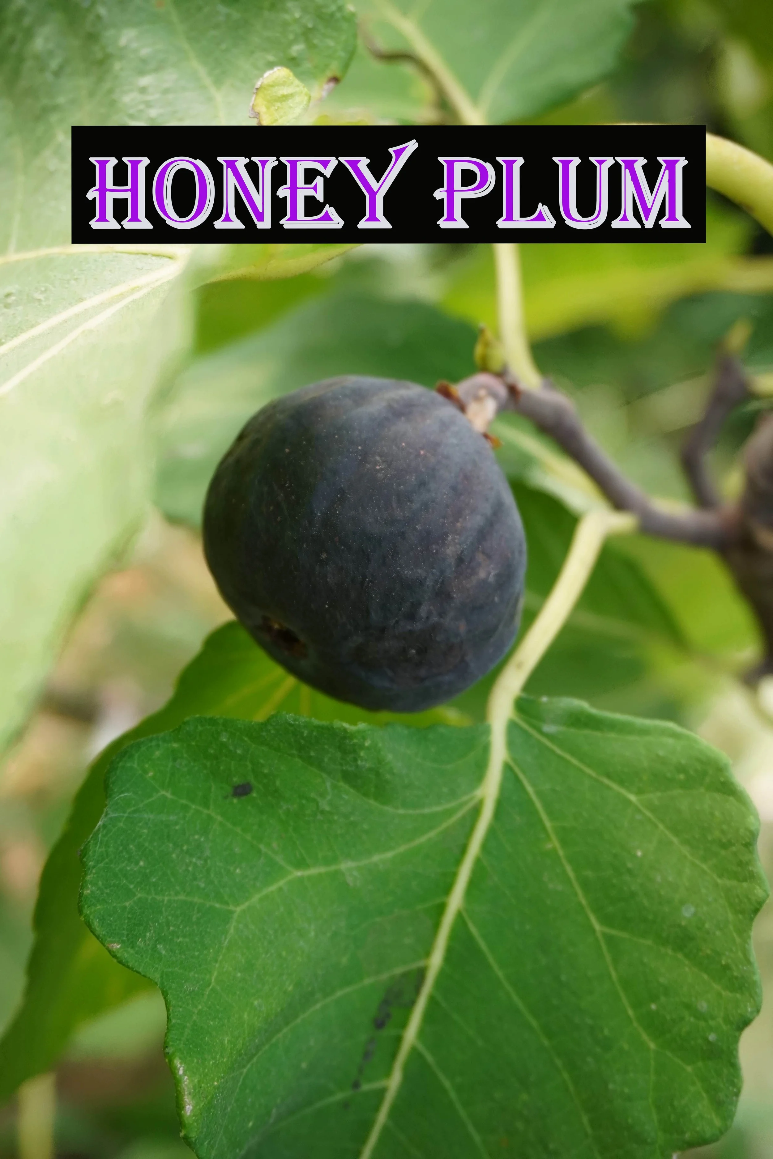 Honey Plum Fig Tree