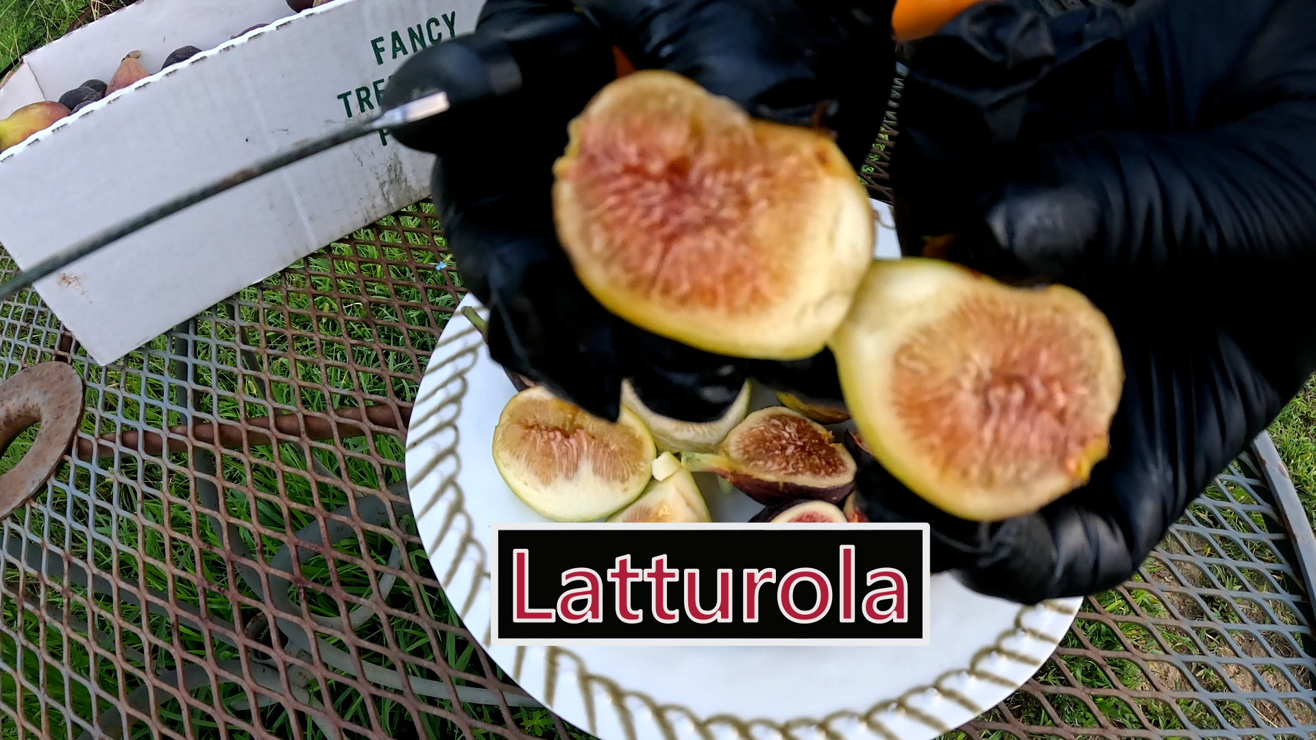 Latturola Fig tree