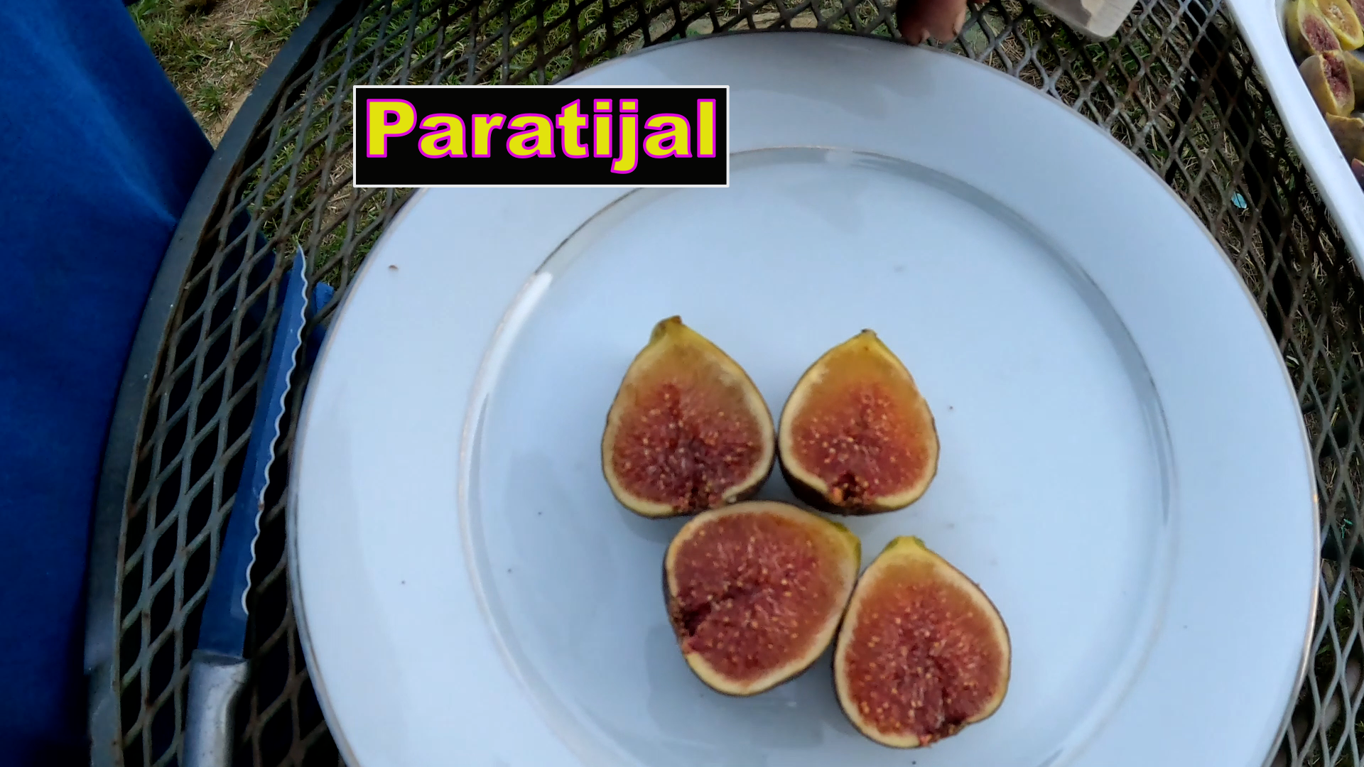 Paratijal  fig tree