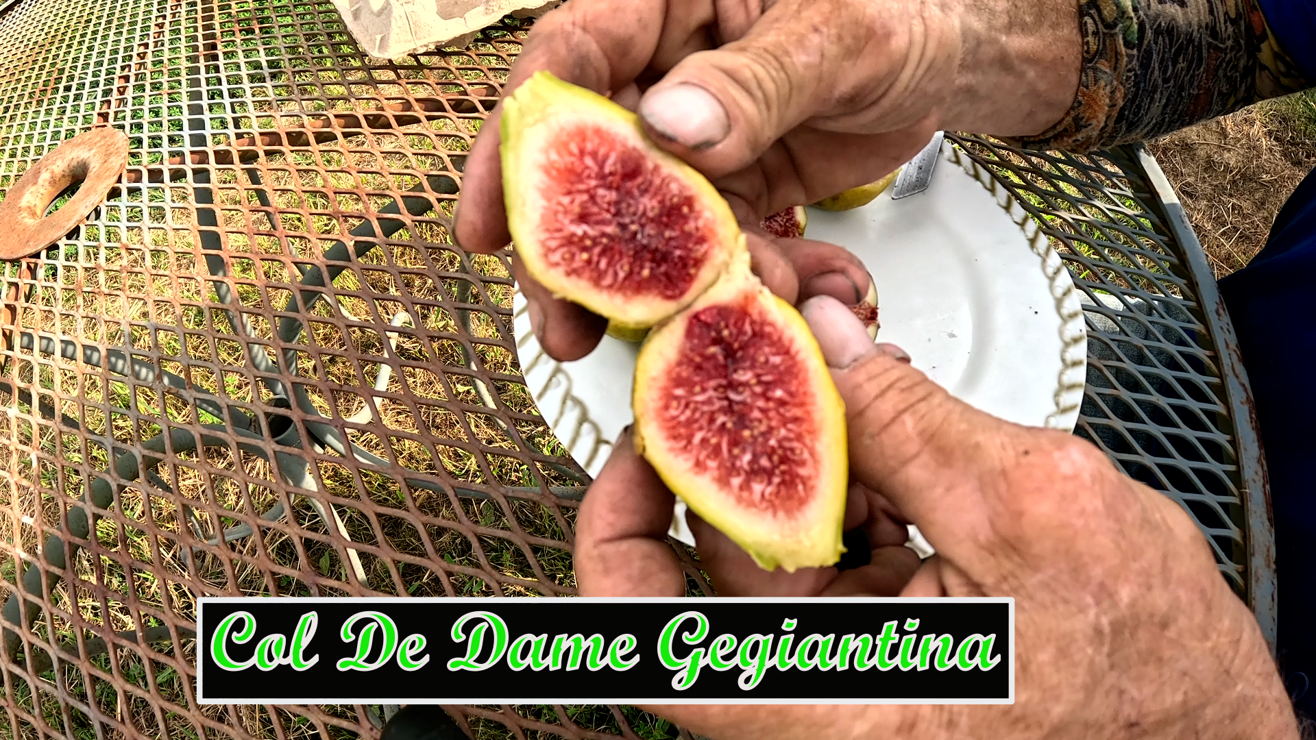 Col De Dame Gegiantina Tree