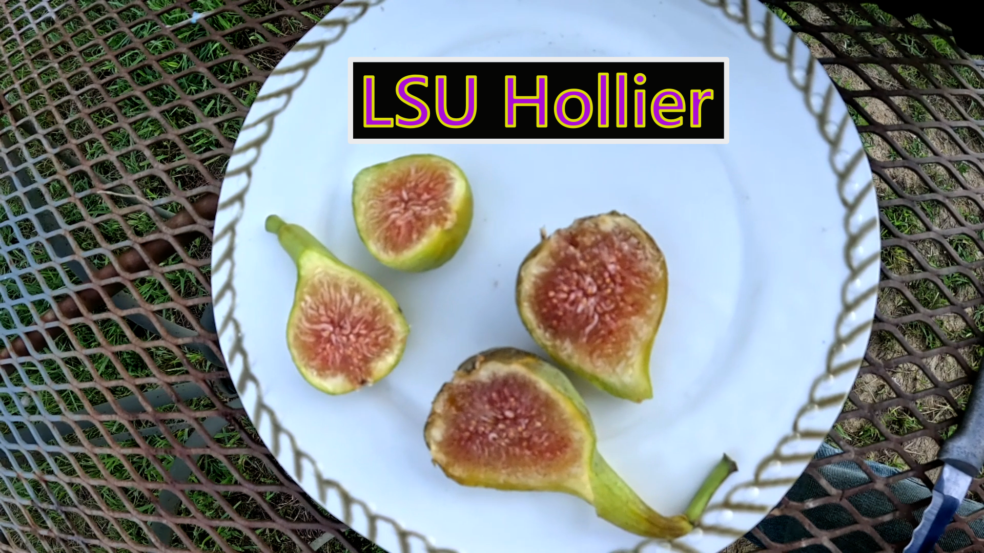 lsu hollier 4.png
