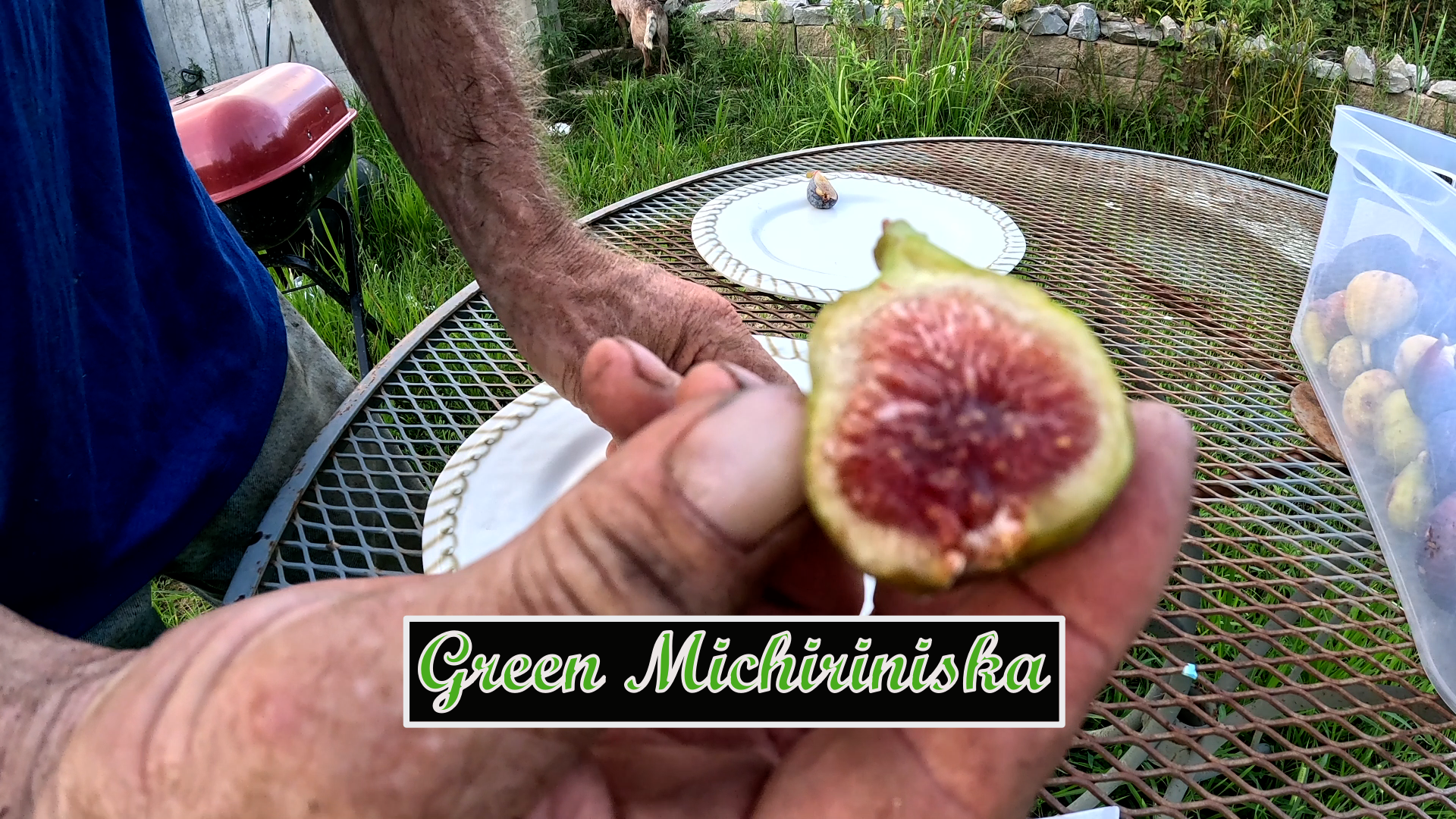 Green Michirinska Fig Tree