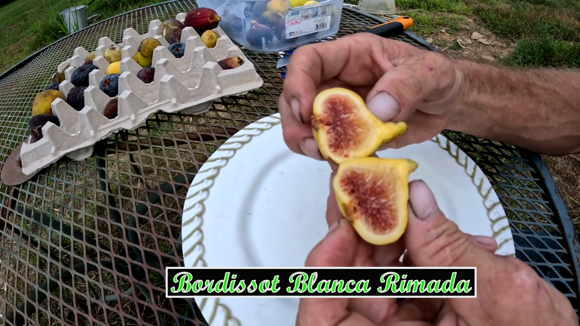 bordissot blanca rimada 2.png