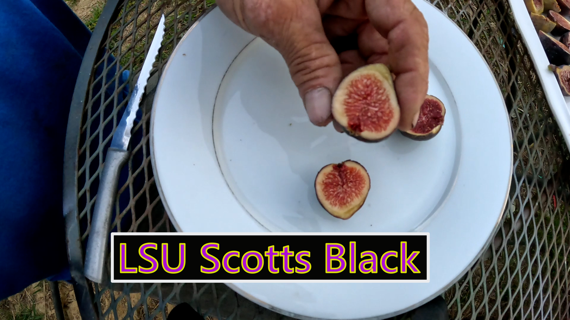 LSU Scotts Black Fig Tree