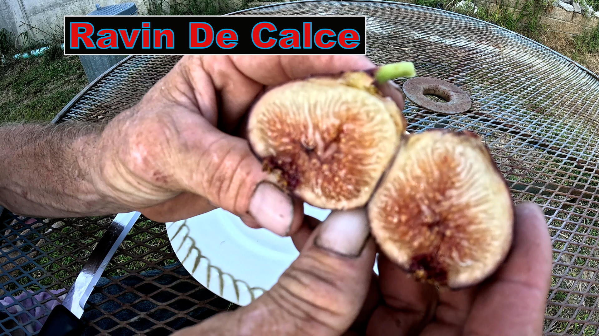 Ravin De Calce Fig Tree
