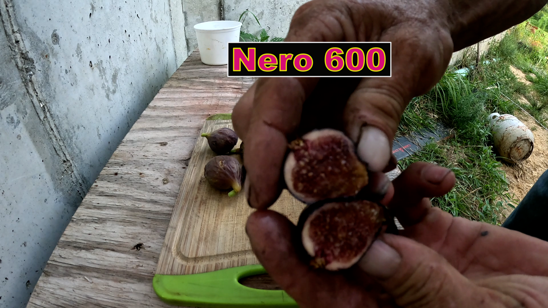 Nero 600 Fig Tree