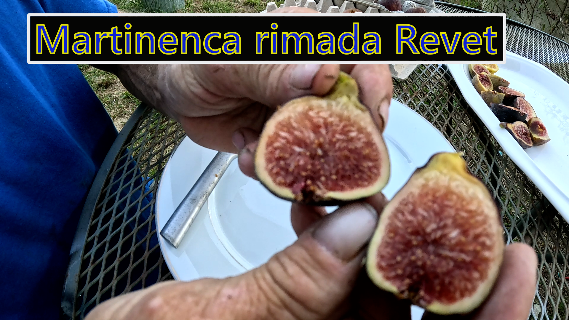 Martineca Rimada Revet Fig Tree