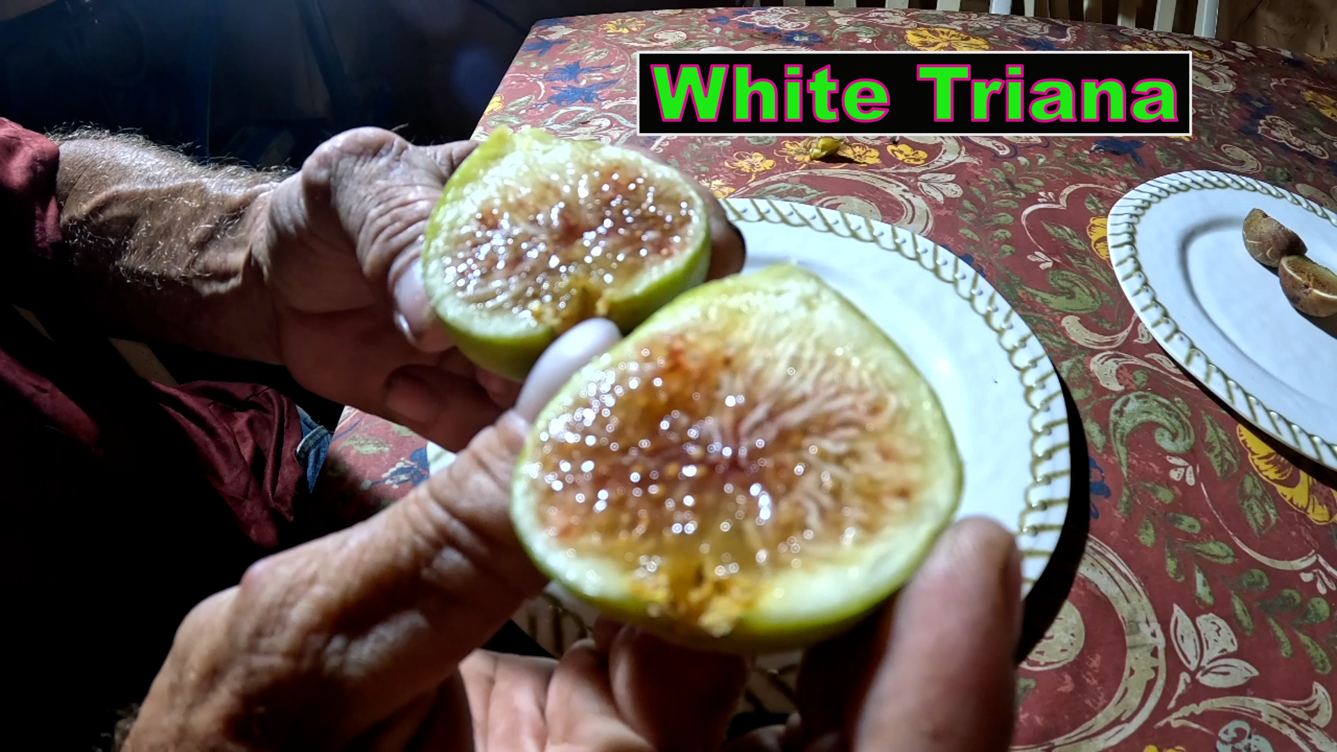 White Triana Fig Tree