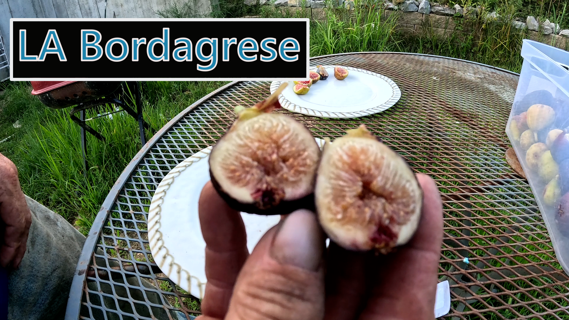 LA Bordagrese Fig Tree