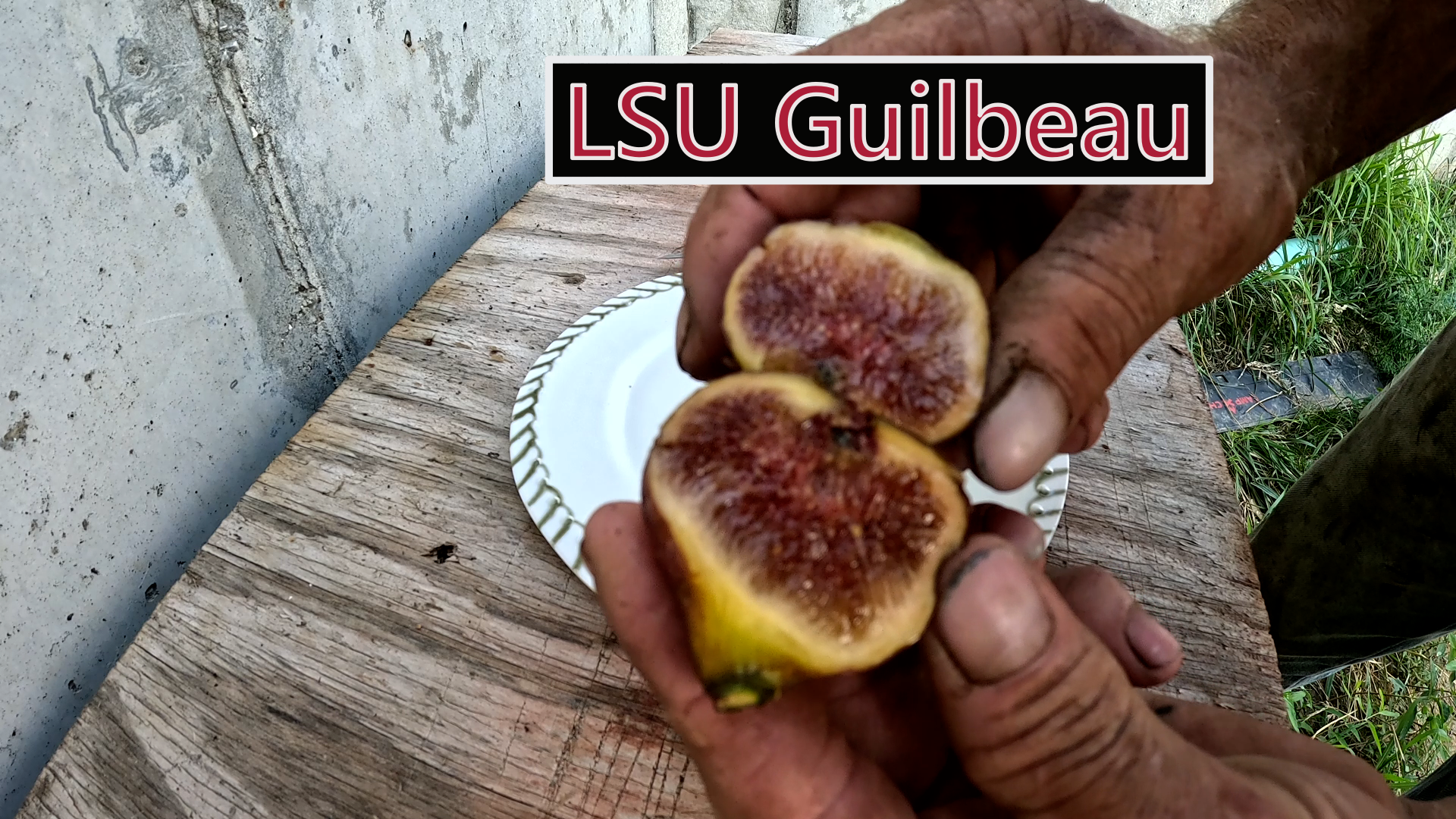 LSU Guilbeau Fig Tree