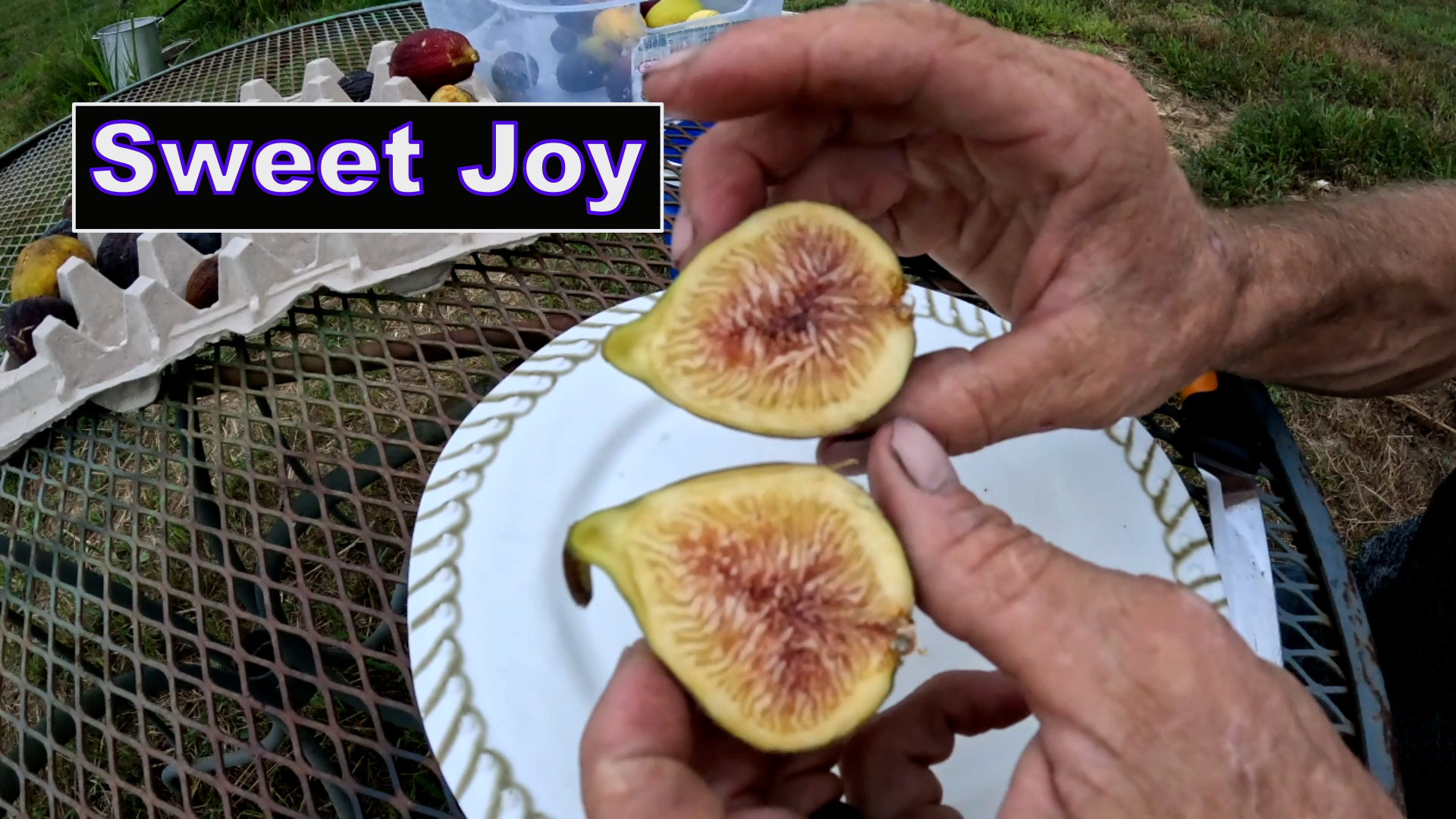 sweet joy fig tree