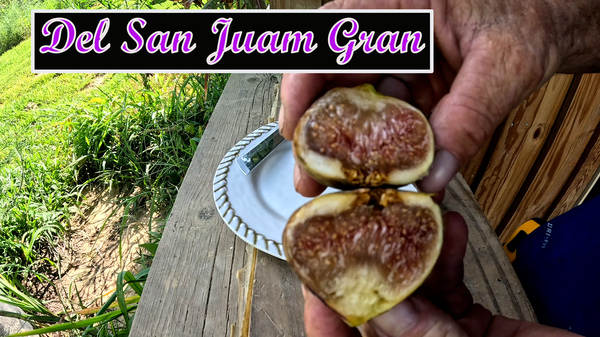 Del San Juan Gran Fig Tree