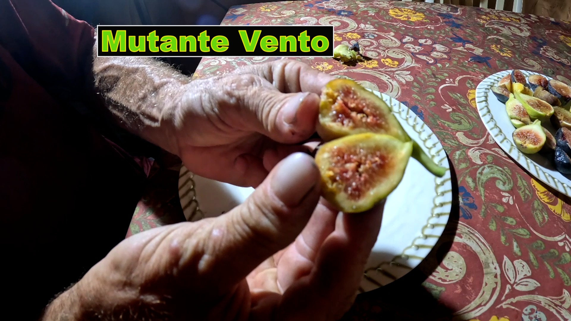 Mutante Vento Fig Tree