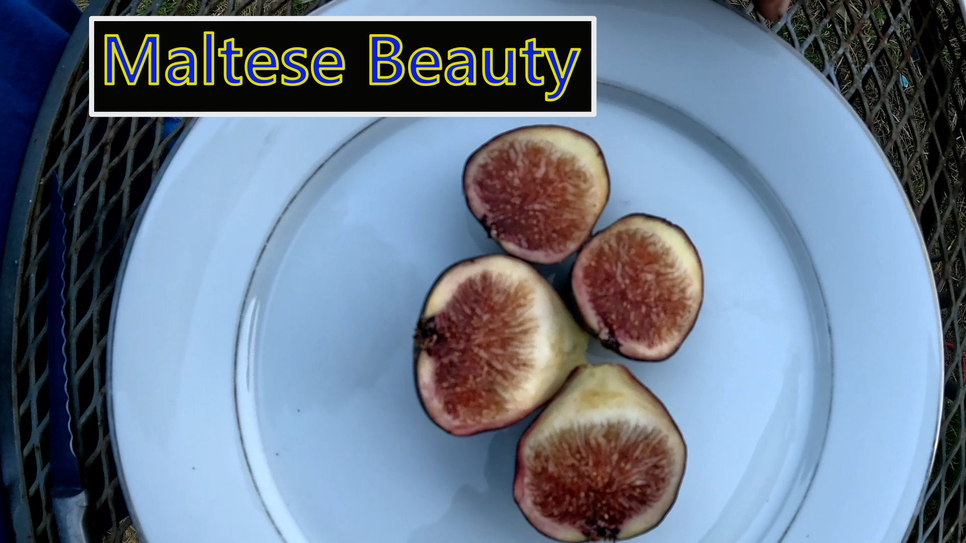 Maltese Beauty Fig Tree