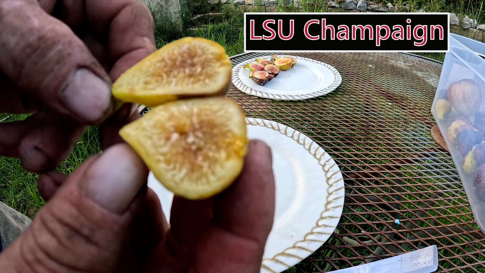 LSU Champaign Fig Tree