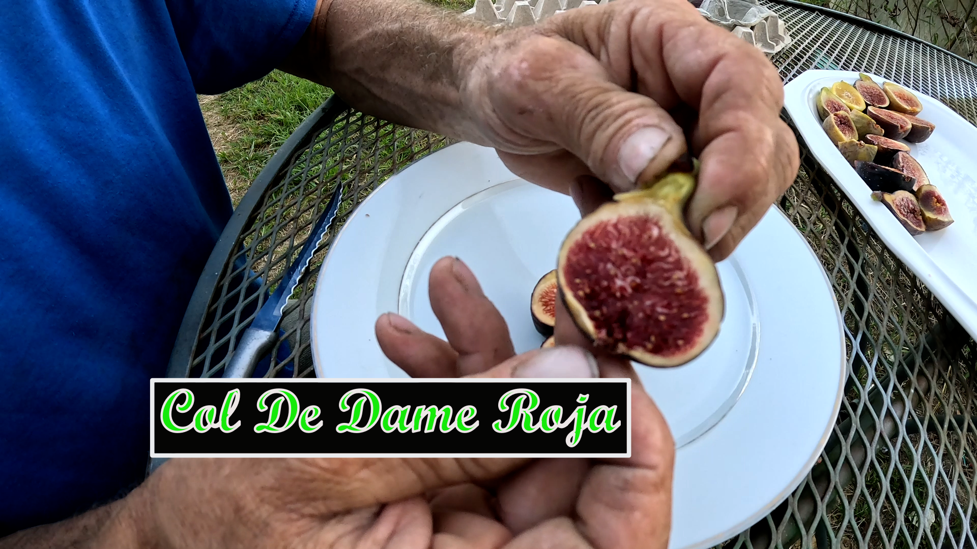 Col De Dame Roja  Fig tree